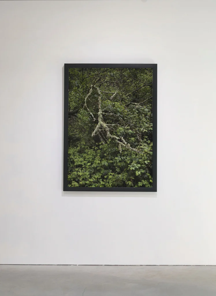 Parasite installed, 2019