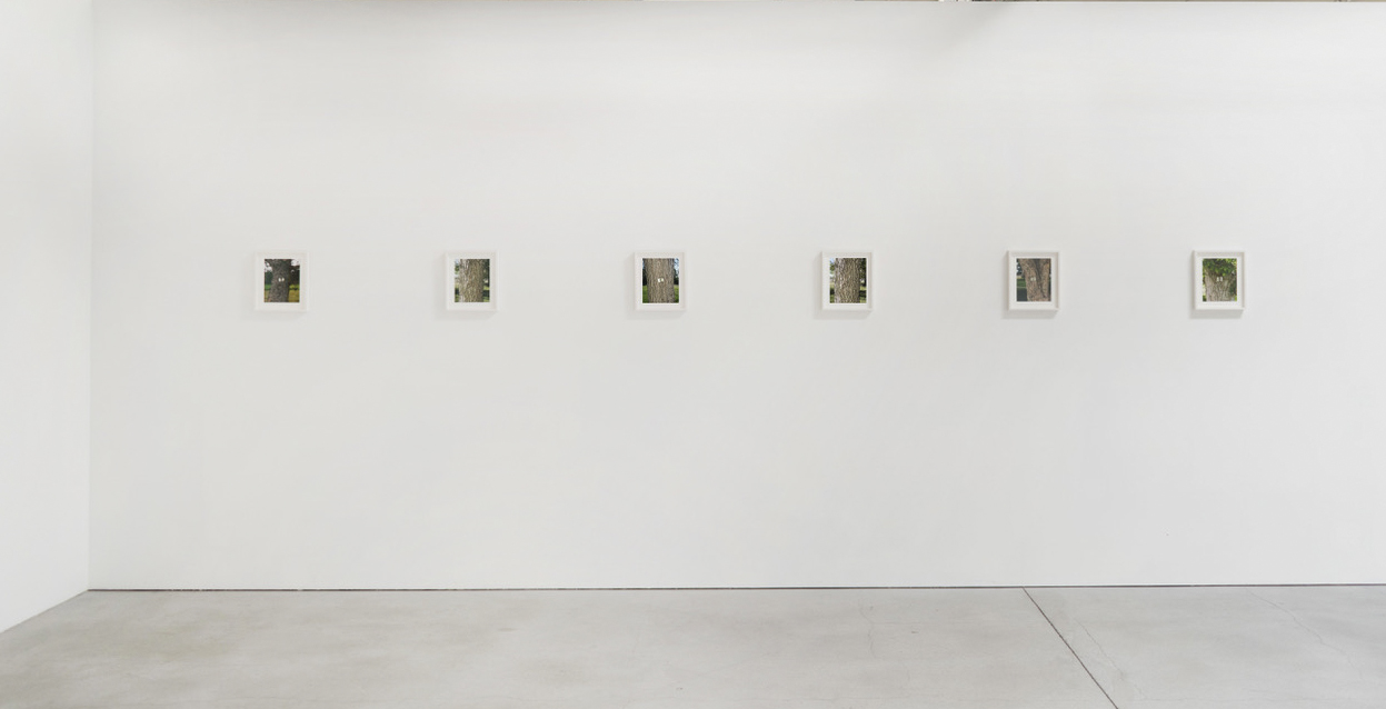 Tree Labels, installation view, Natural Light 2019