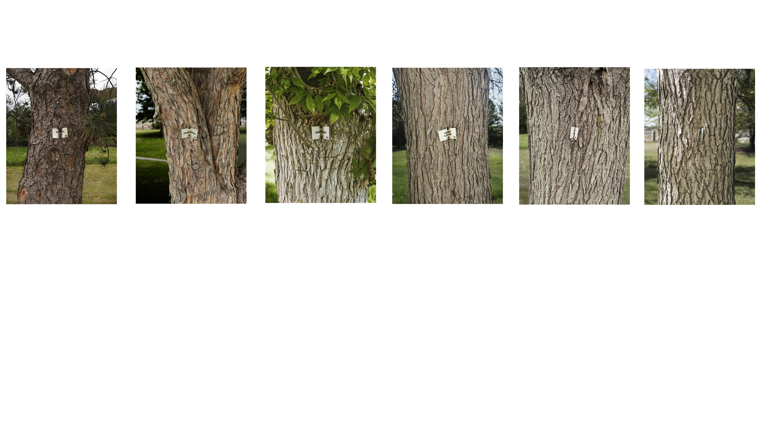 tree labels series web.jpg