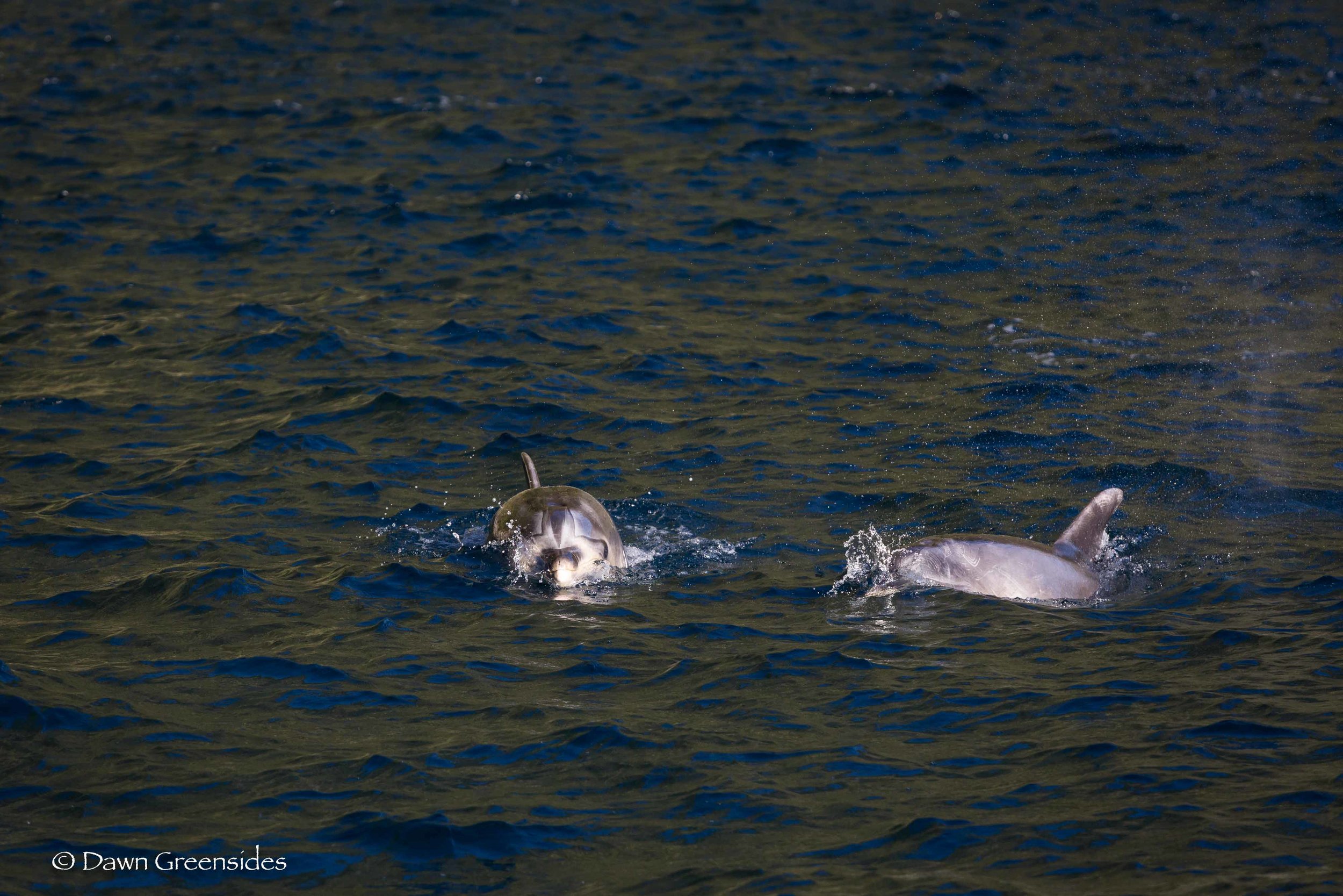 Bottlenose Dolphins