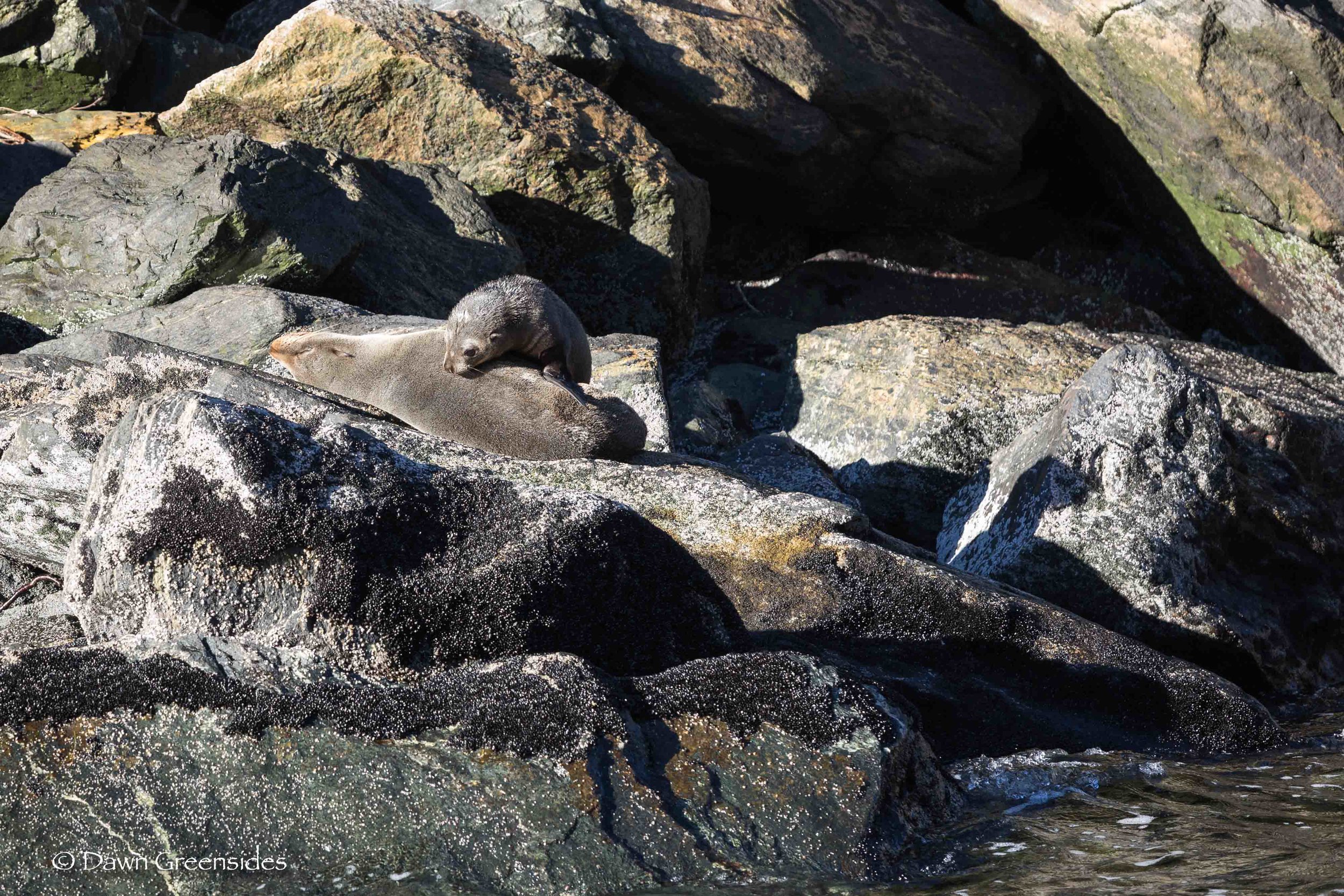 Southern Fur Seals