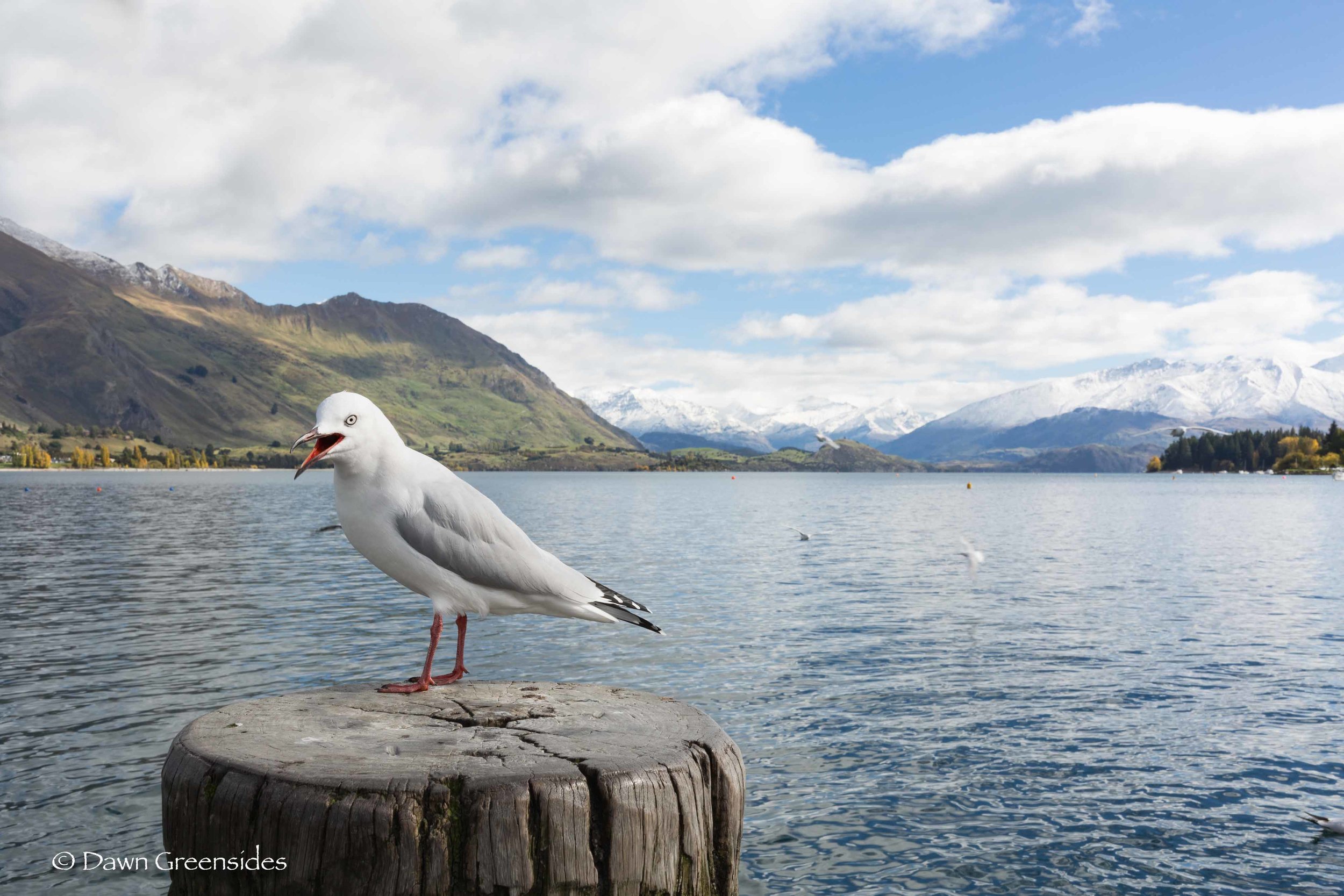 Black-billed Gull (immature)