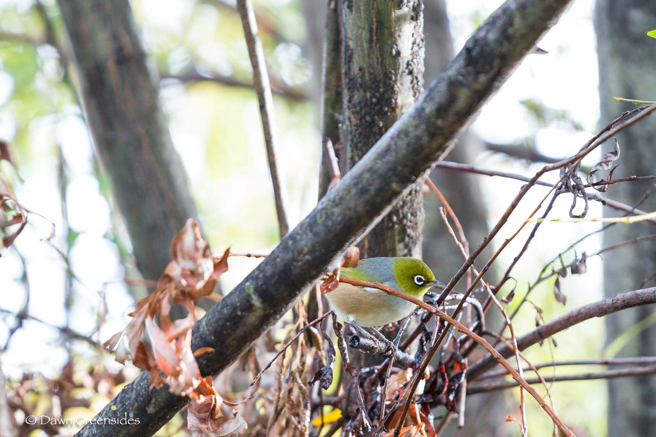 Silvereye