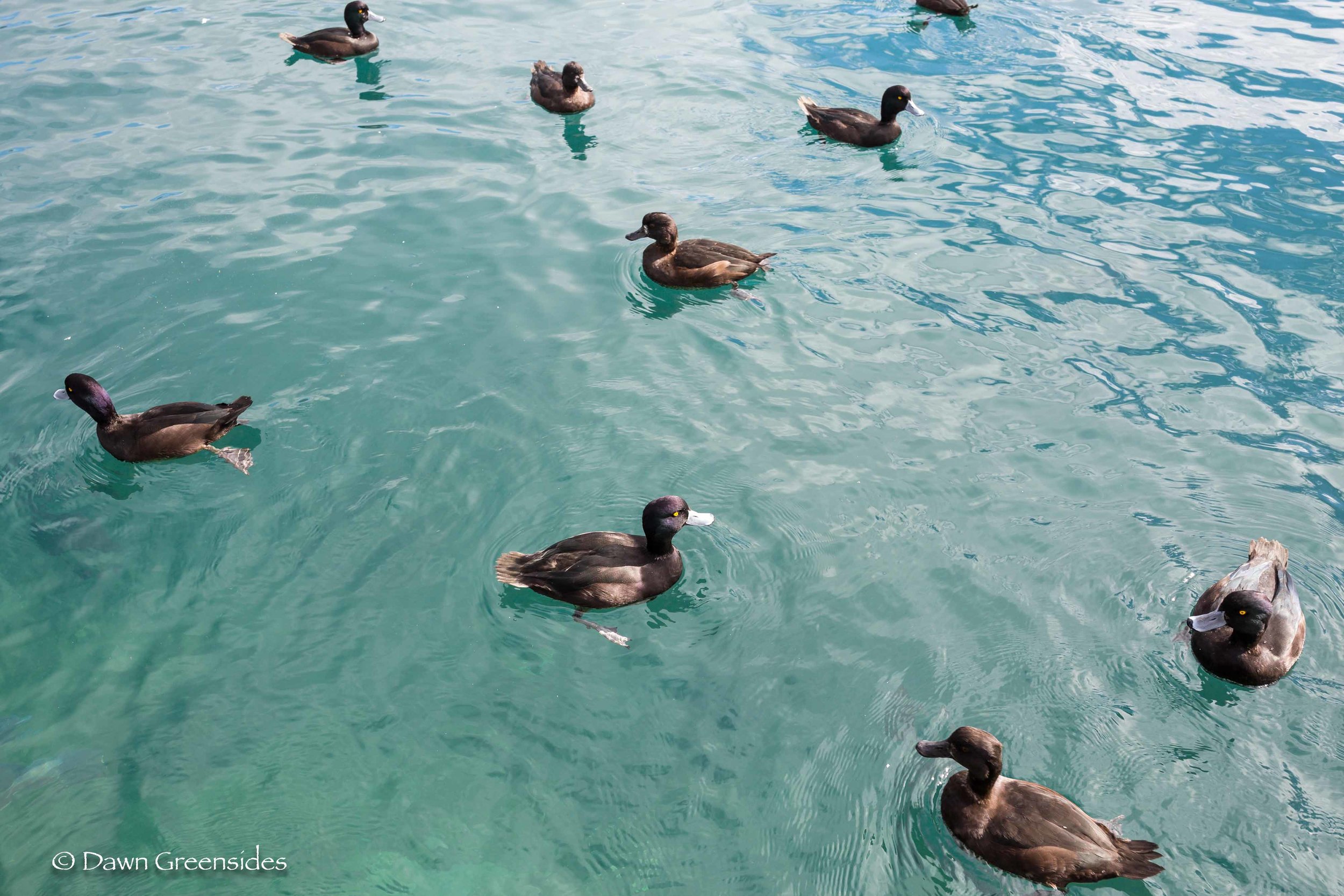 New Zealand Scaups