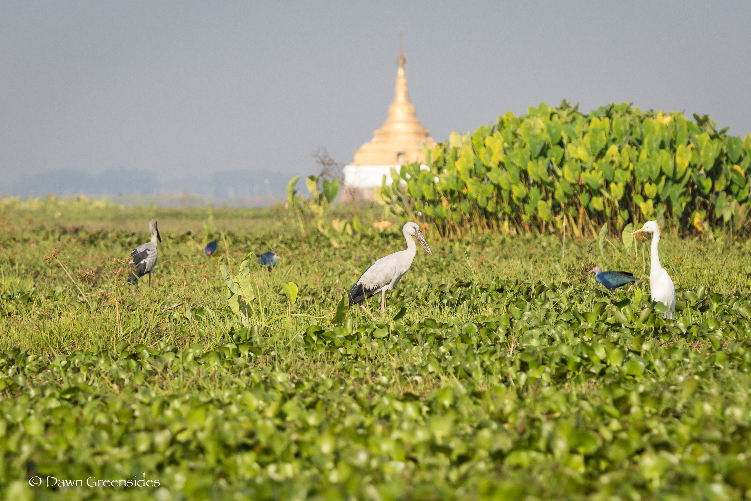 We don’t get much spring here in Myanmar, but spring time is the time for migratory birds! Here are some Asian Openbill Storks and Purple Swamphens in Moe Yun Gyi Wetlands.