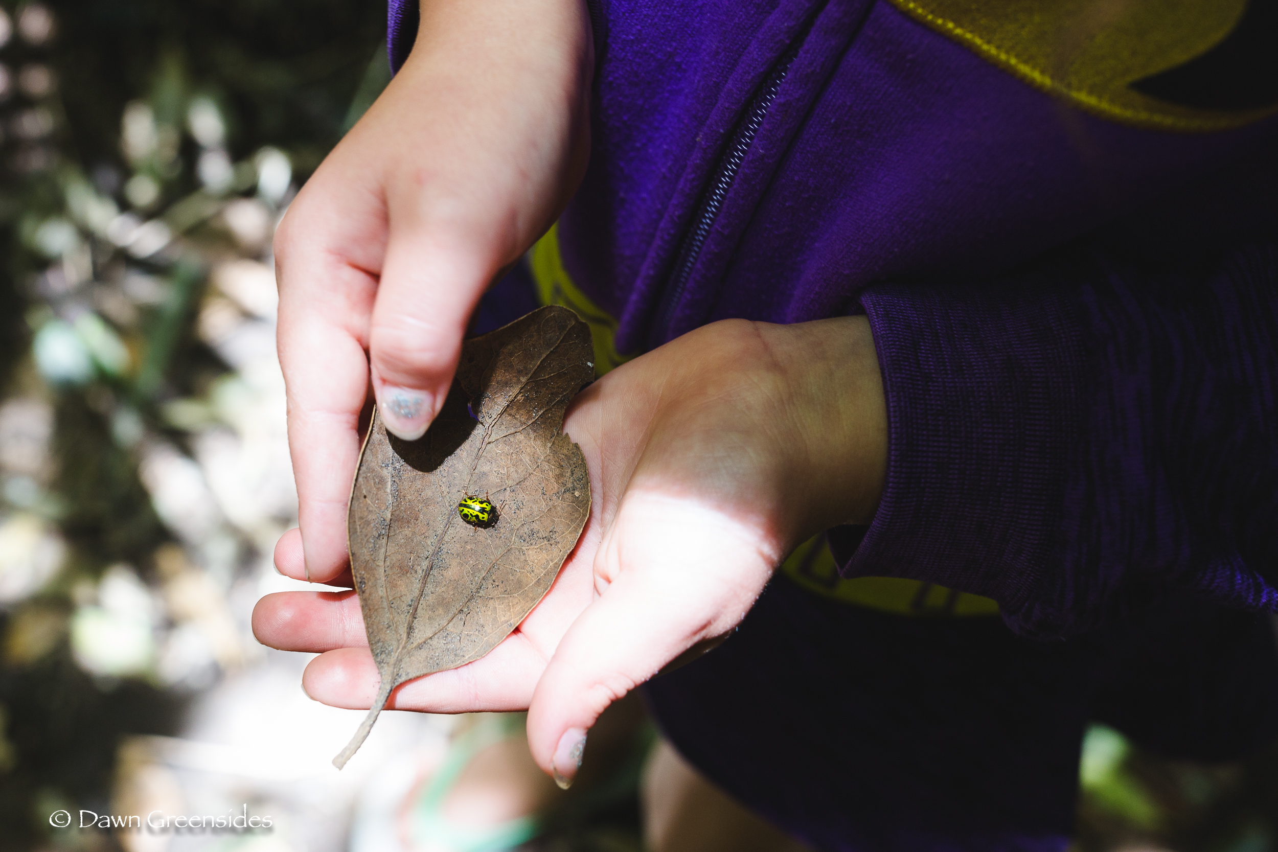 Piper and I took a day trip to explore the volcanoes of El Salvador, here she is with a micro (not macro) beetle!