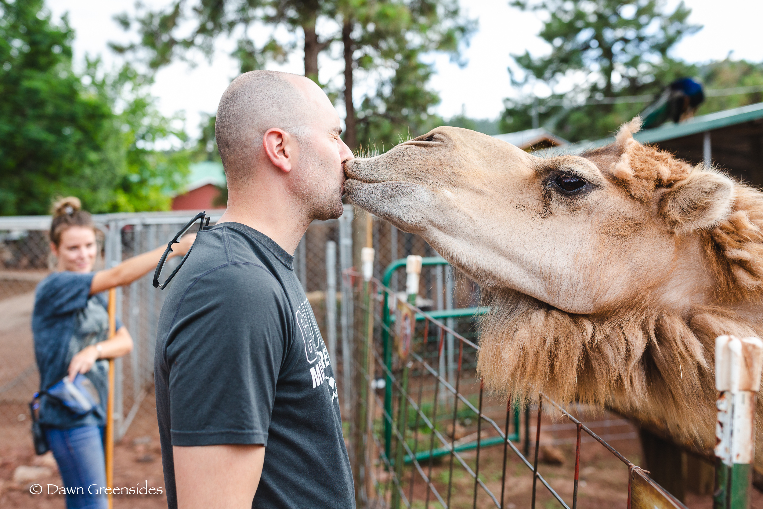 I’m still laughing at my brother getting kissed by a camel in Arizona this summer!