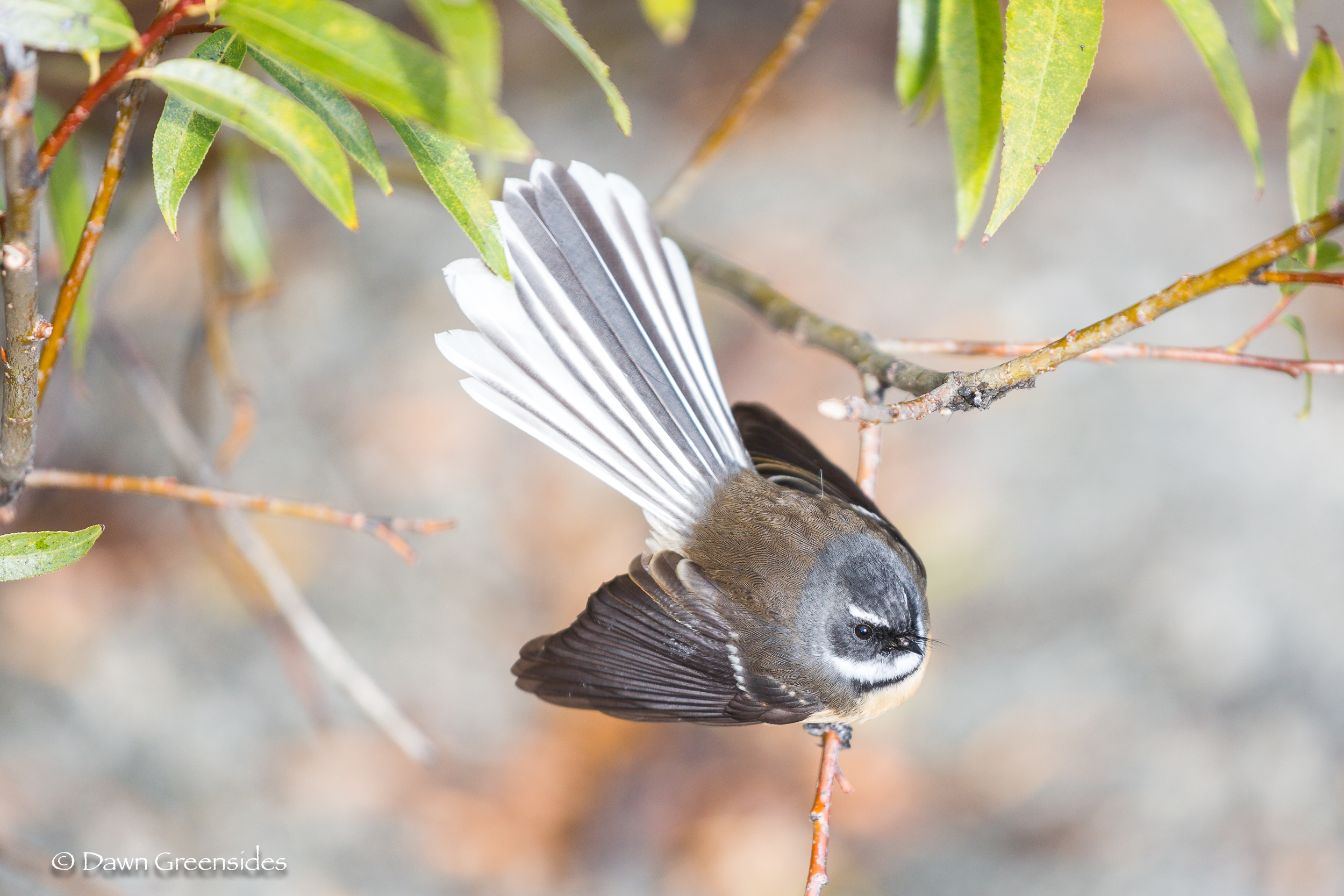 I wouldn’t be me if I didn’t include some bird pictures ! We haven’t done much birding this year, but I caught this New Zealand Fan Tail on our visit there in April.
