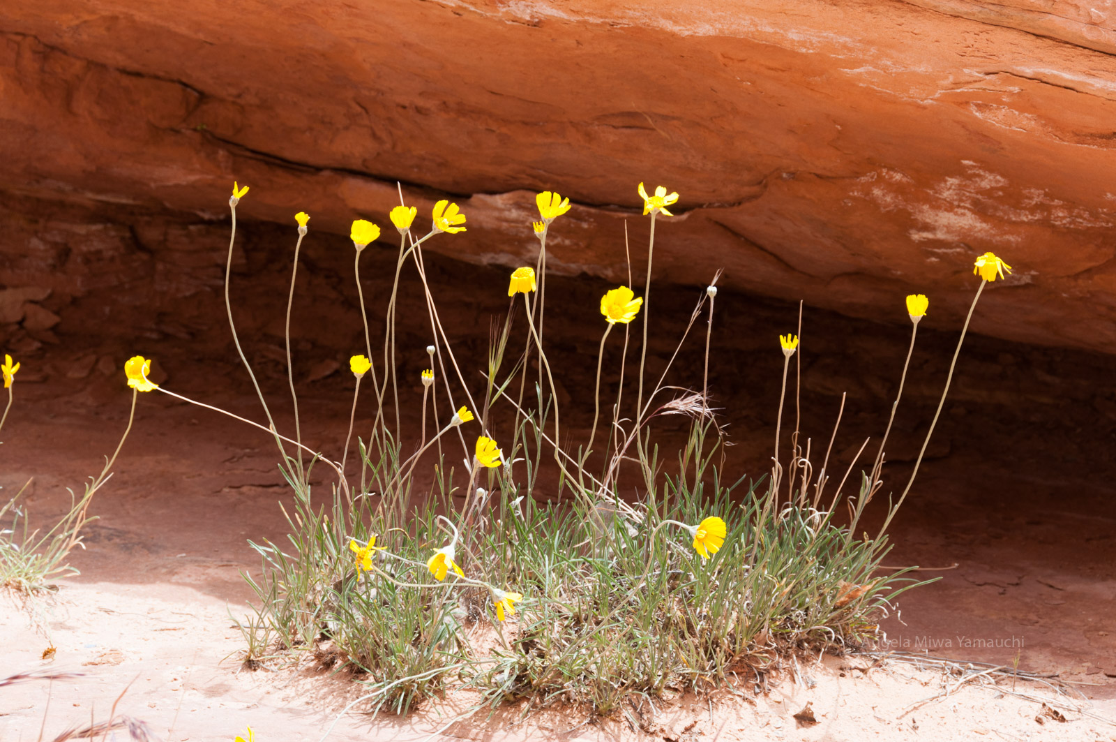 Yellow Desert Wildflowers