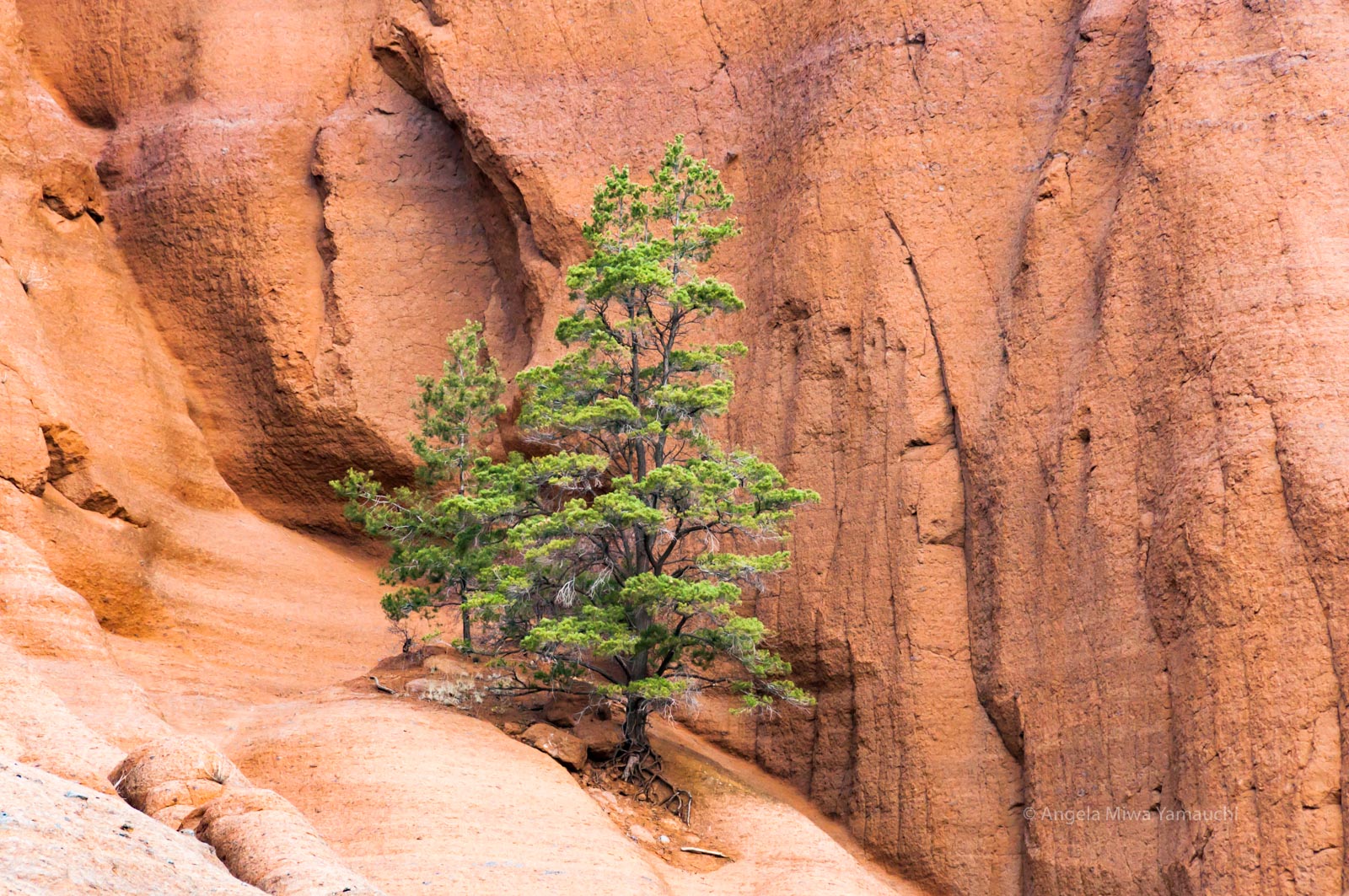Red Mountain Pine