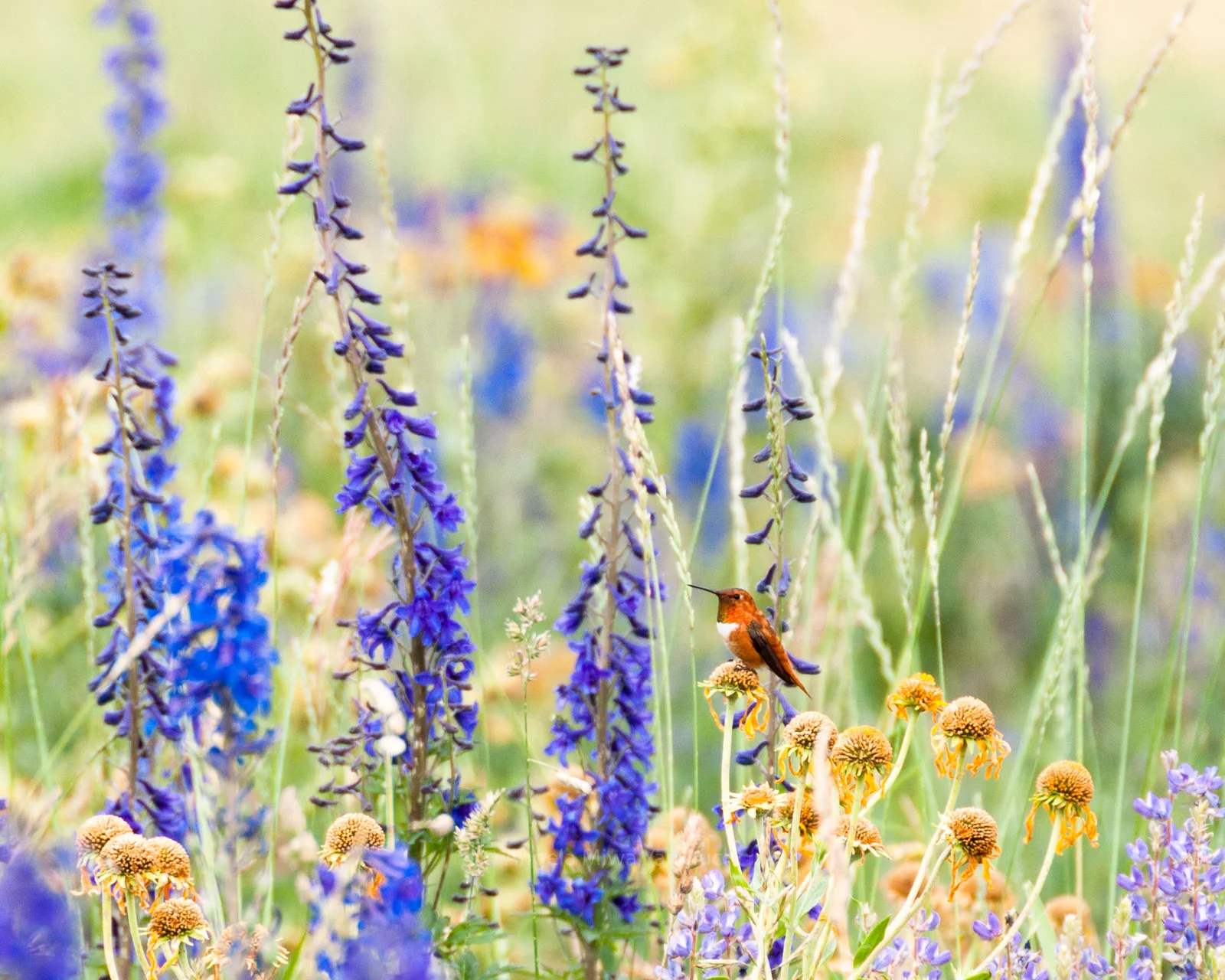 Rufous Hummingbird in Mountain Wildflowers