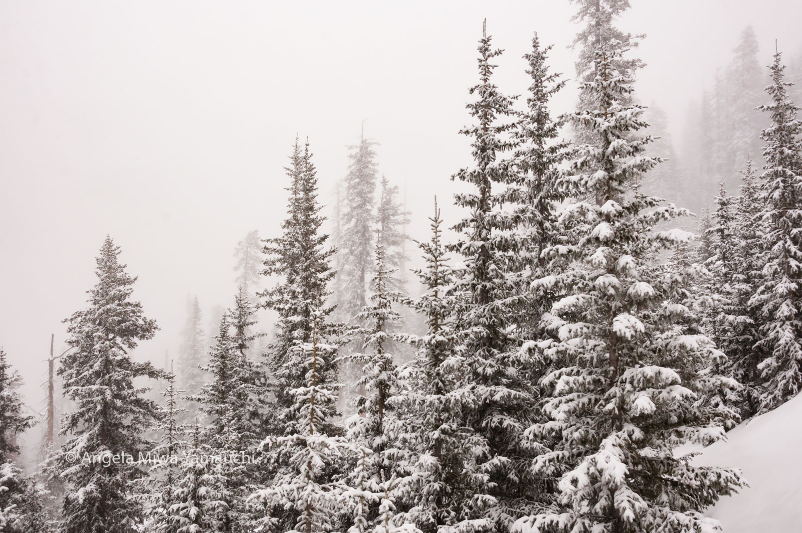 Winter Mountain Forest