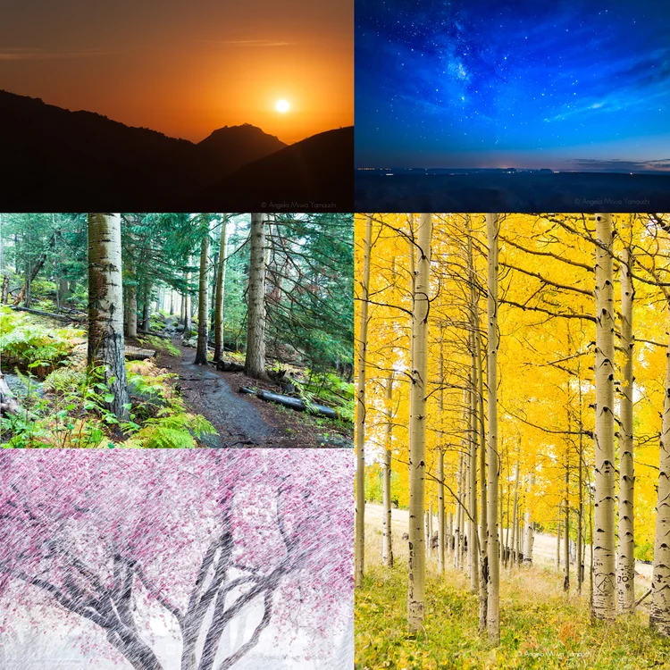 Angela Yamauchi Photography Art Wham West Gallery Az Statewide Color Wheel Show Averigua lo que yemach (yemach) ha descubierto en pinterest, la mayor colección de ideas del mundo. angela yamauchi photography art