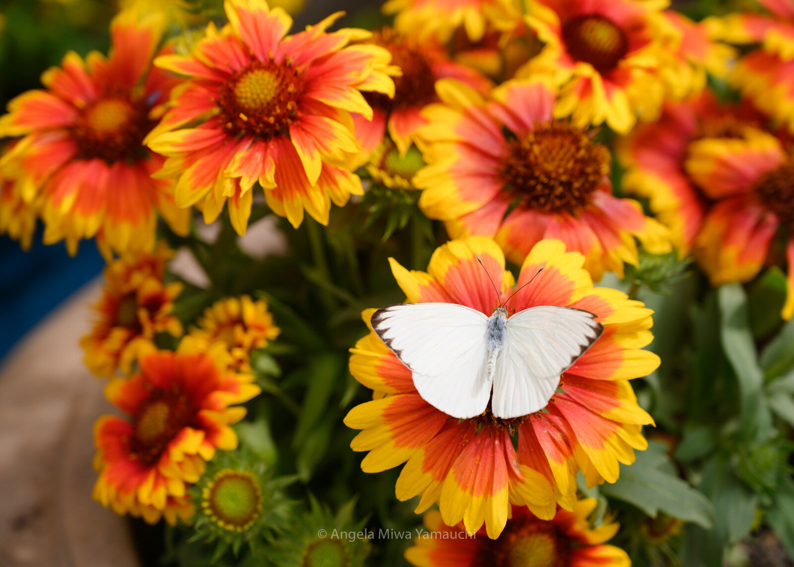 Butterfly on Blanketflower