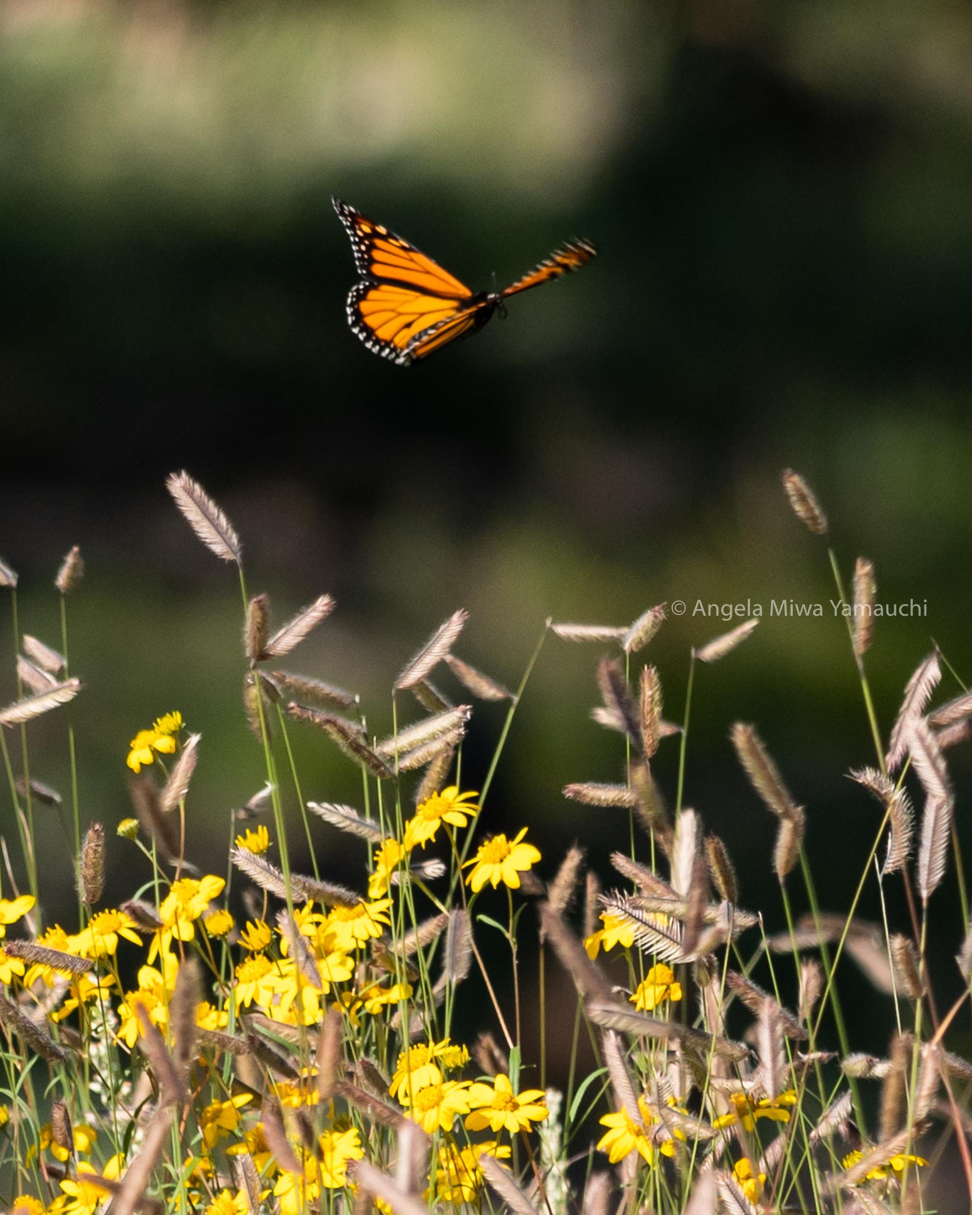 Monarch Floating Over Wildflowers