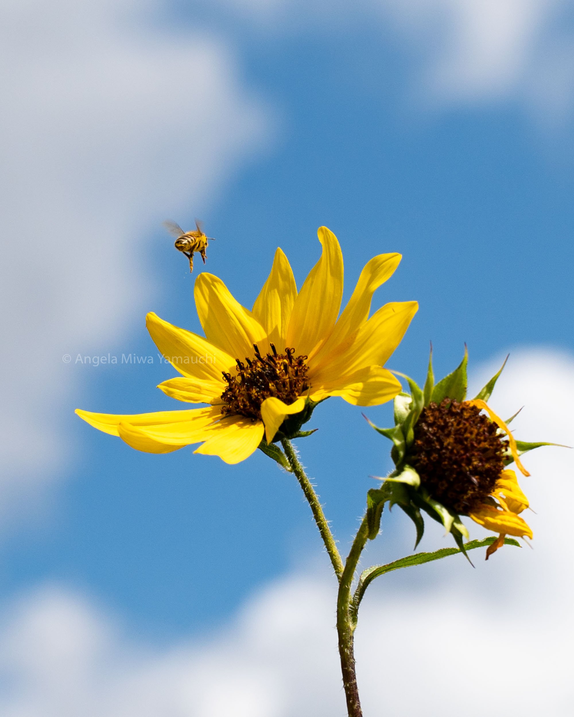 Honeybee Over Sunflower