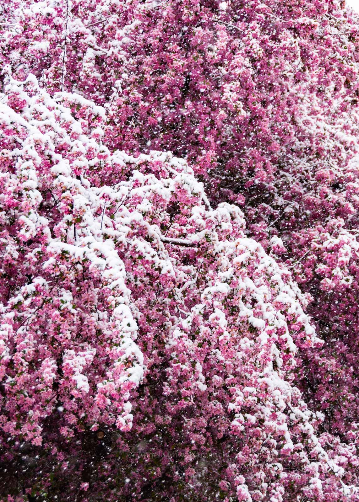 Snow on Pink Tree Blossom Cascade