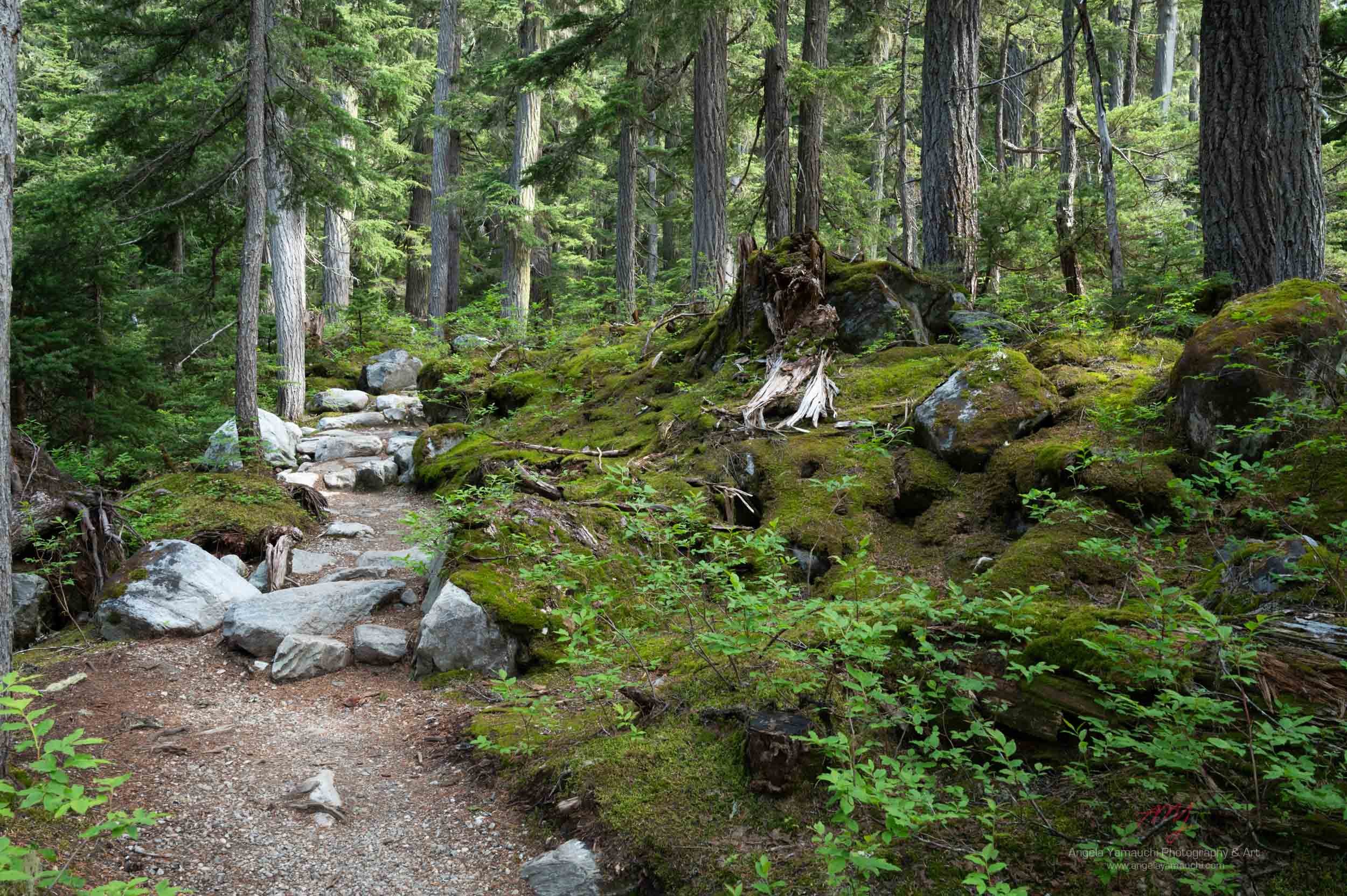 Mossy Forest Trail, Glacier National Park Canada