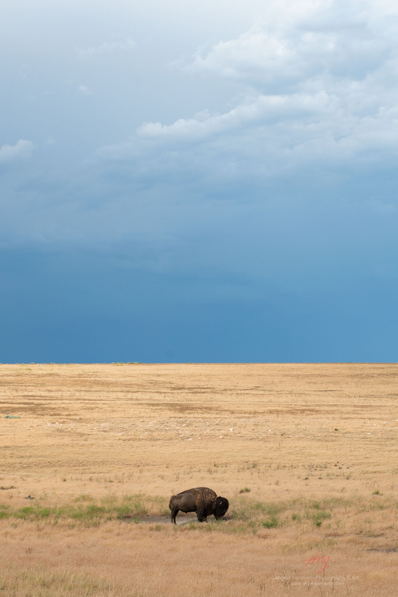 Lone Bison, Antelope Island State Park