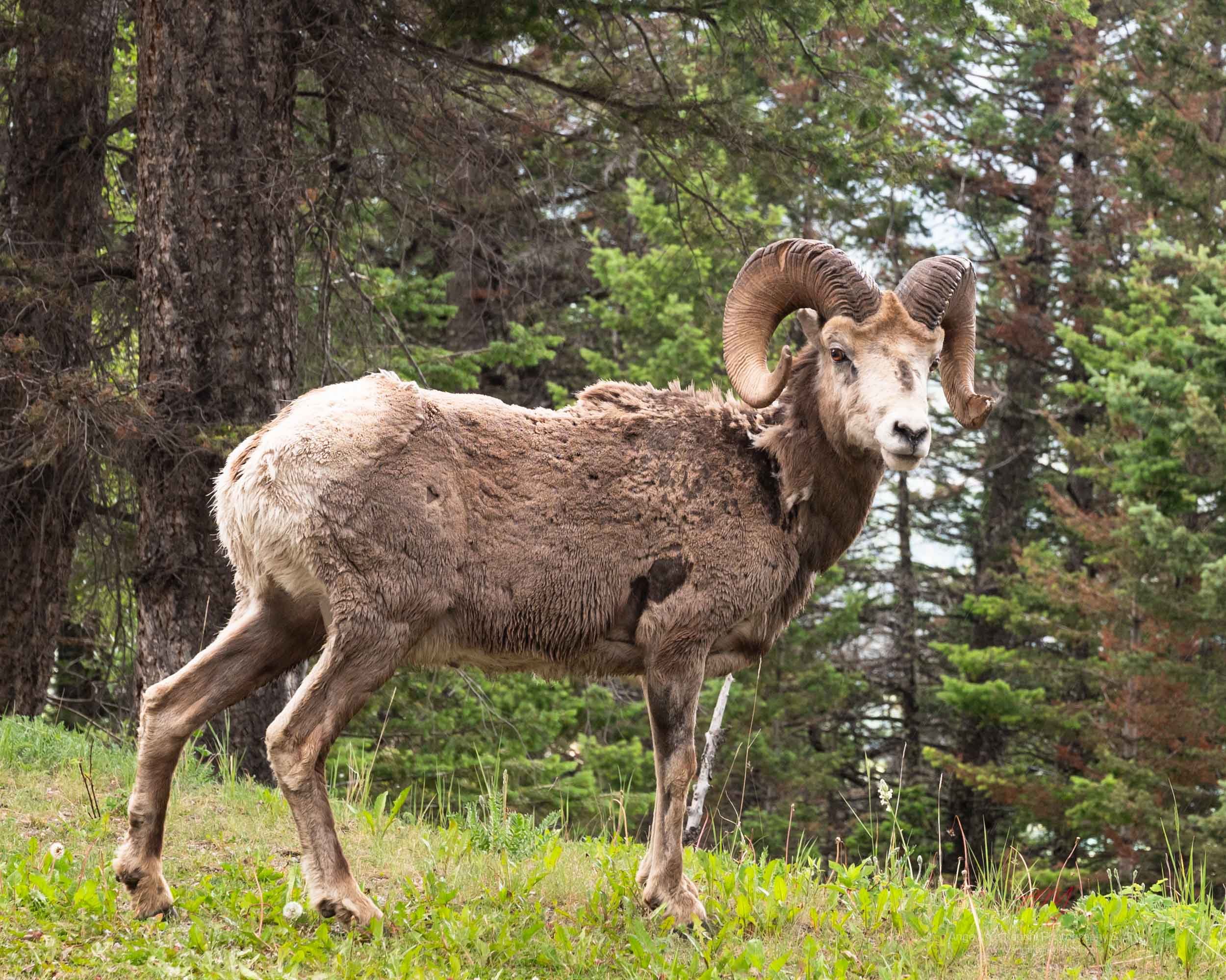 Big Horned Sheep, Banff National Park
