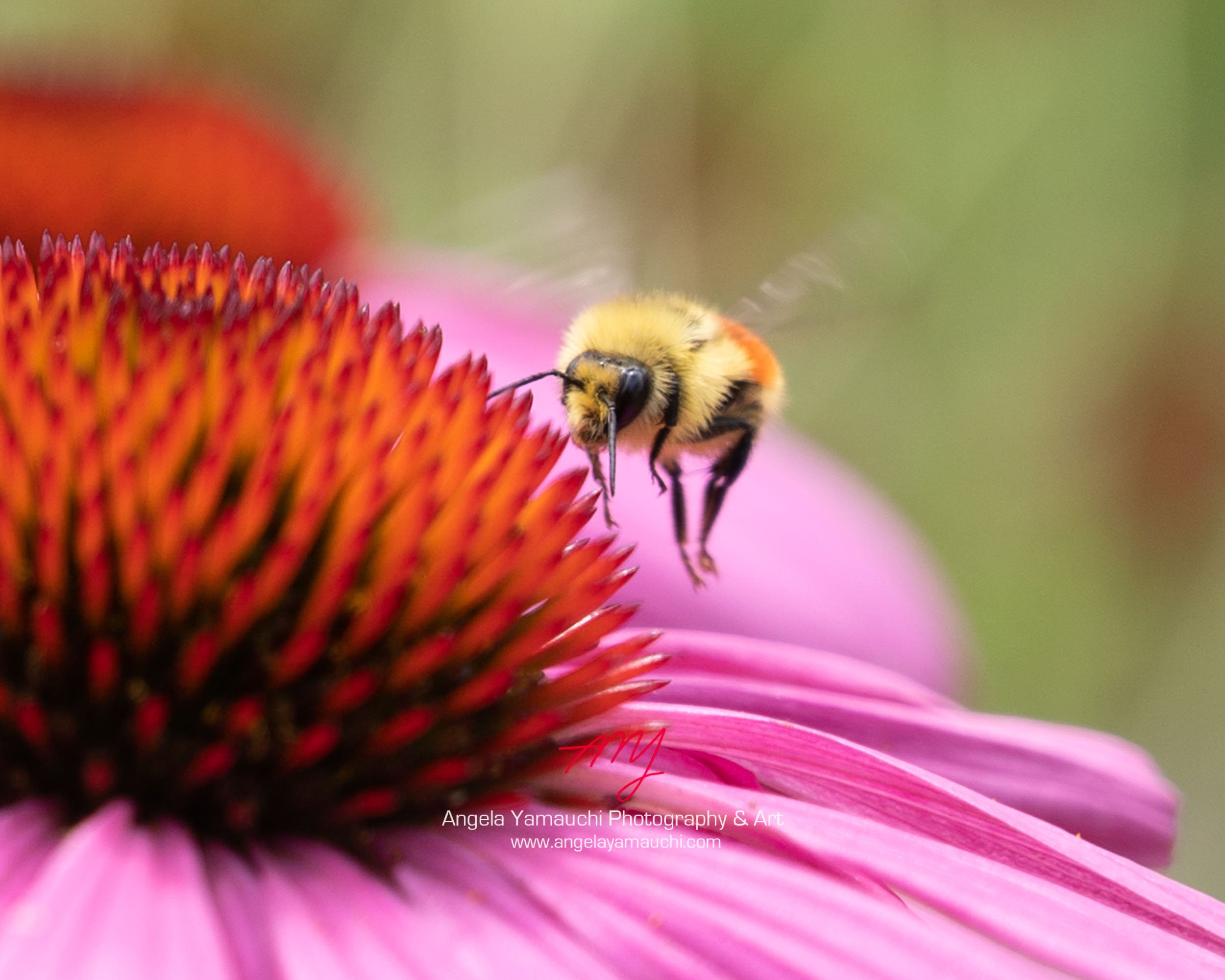 Tricolored Bumblebee and Purple Coneflower