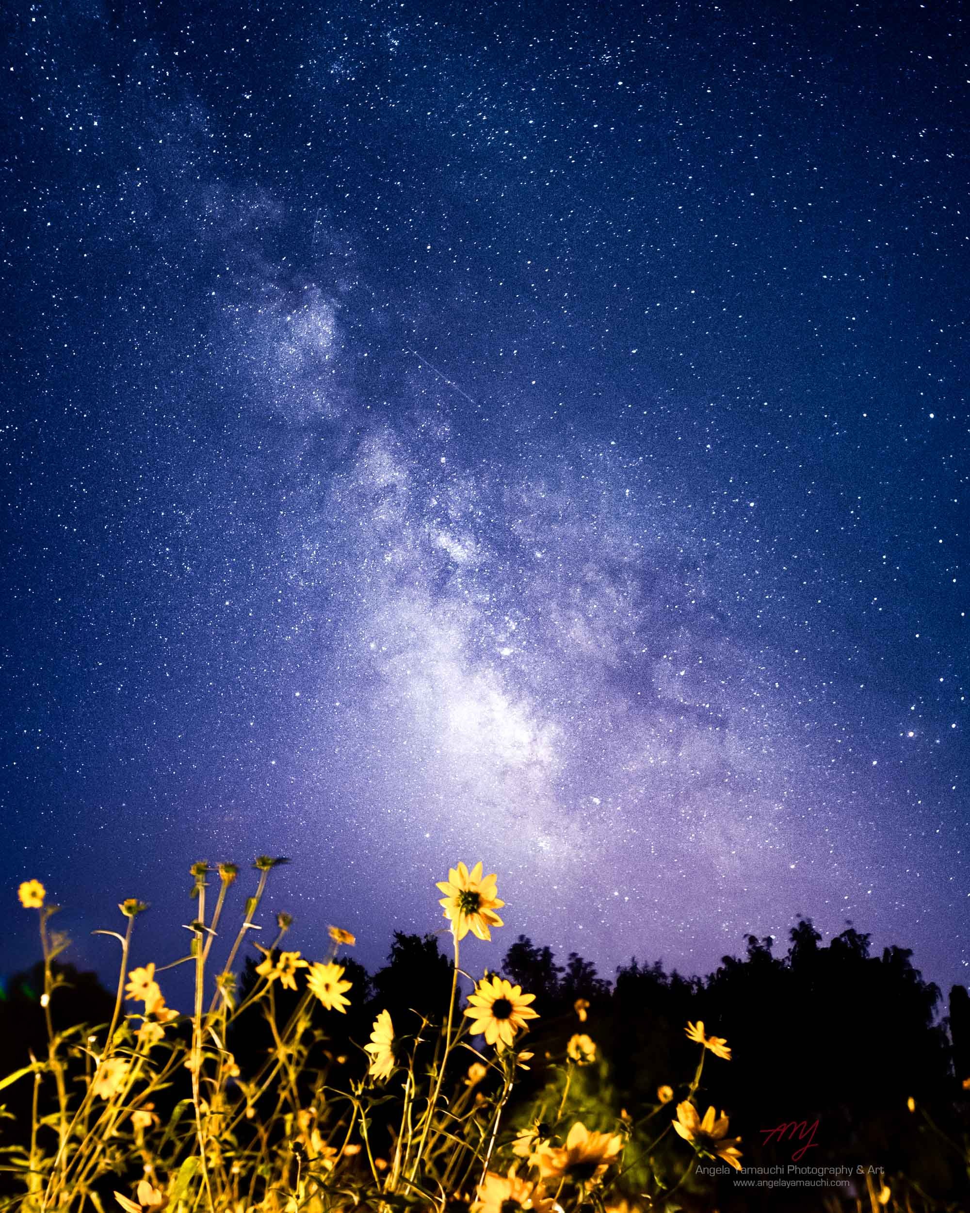 Milky Way and Sunflowers