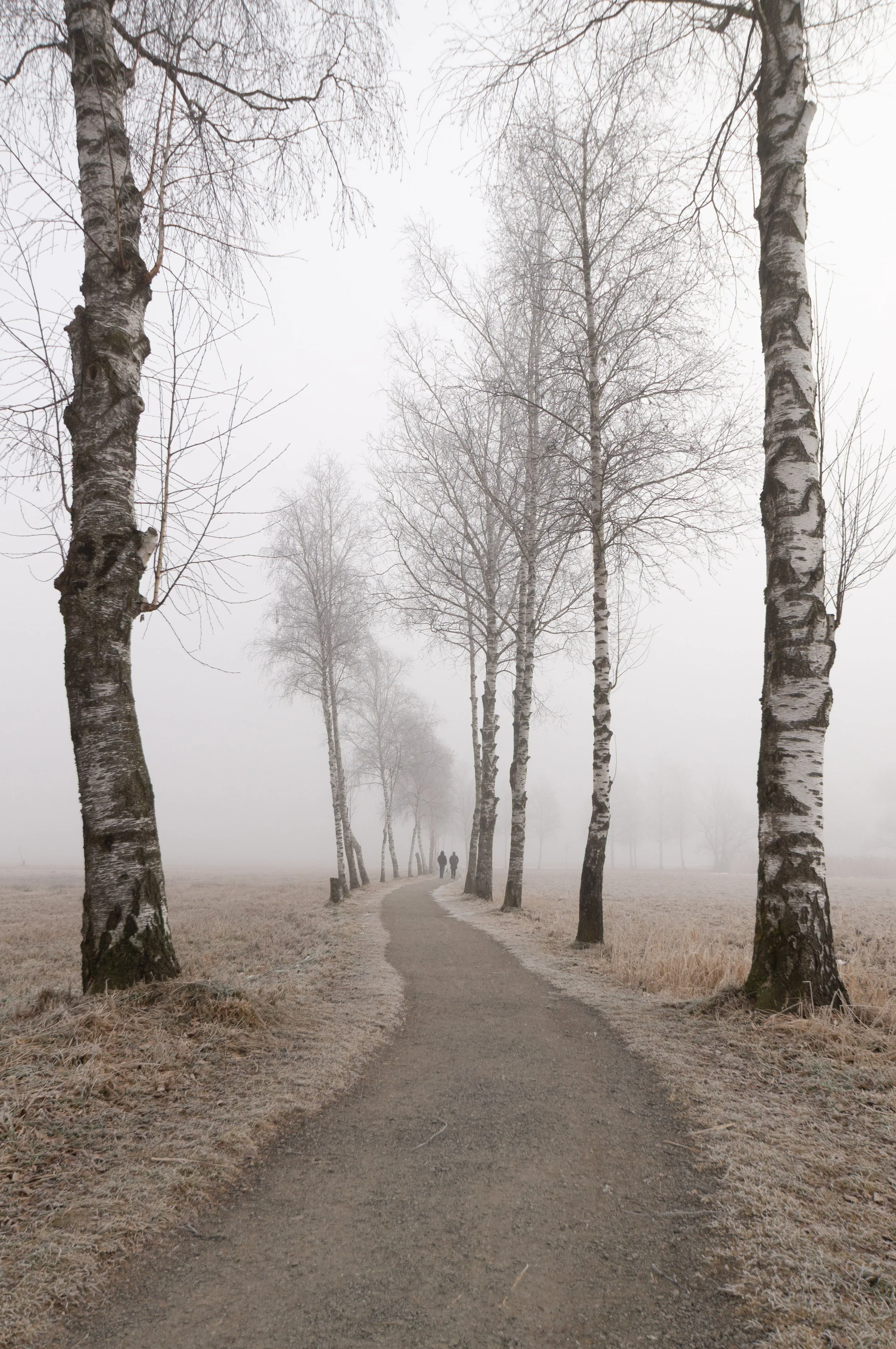 Pathway at Kochelsee