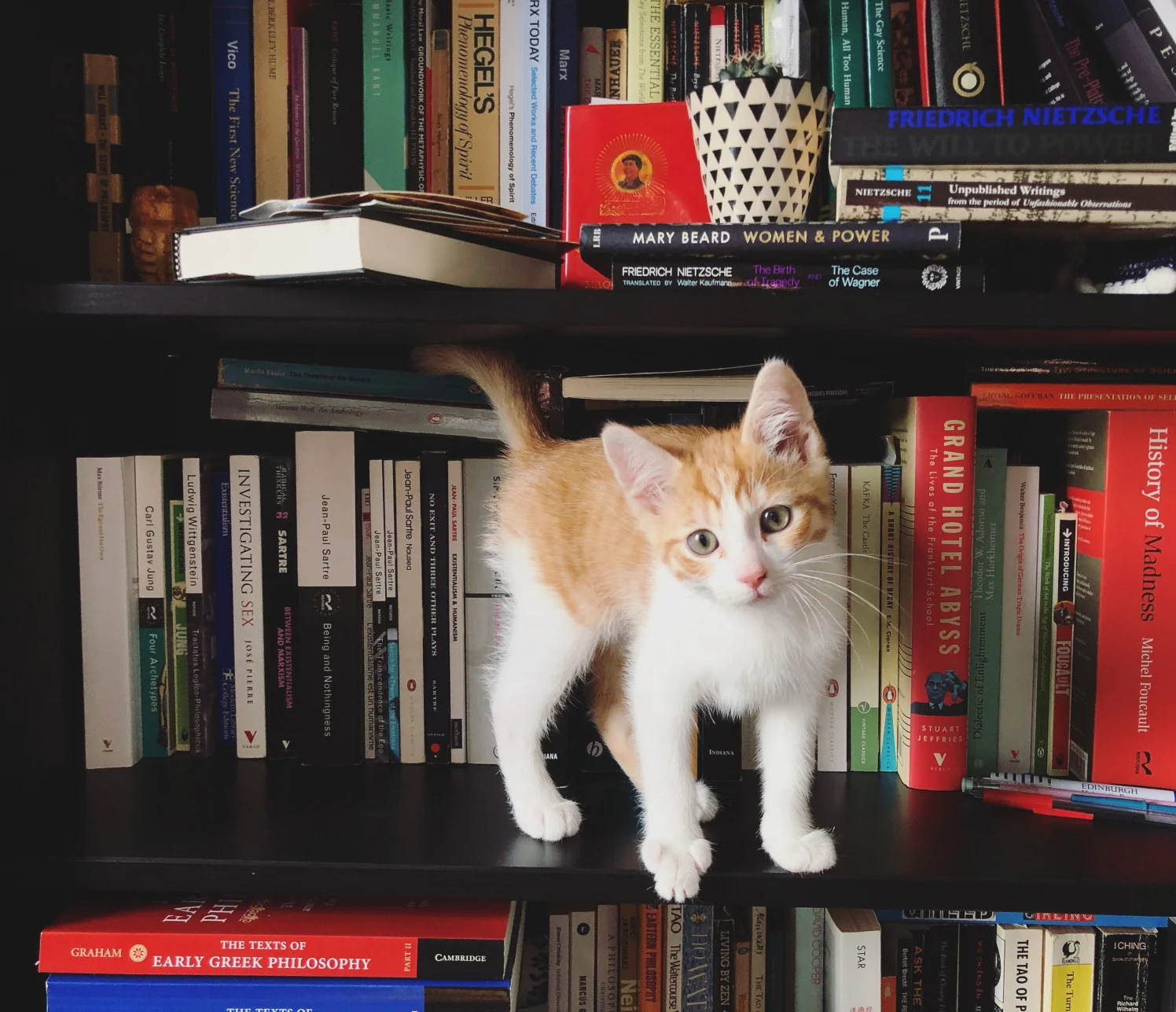 bethany-cat.jpg