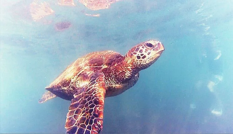 Curious turtle on the North Shore
