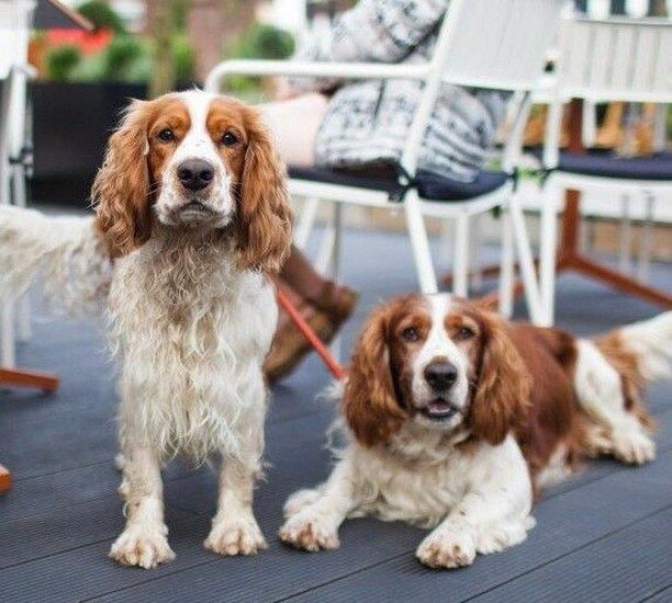 It's #InternationalDogDay! Don't forget that we're dog friendly, there may even be one or two biscuits laying around... 🐶 #dogs #beechhouse #dogfriendly