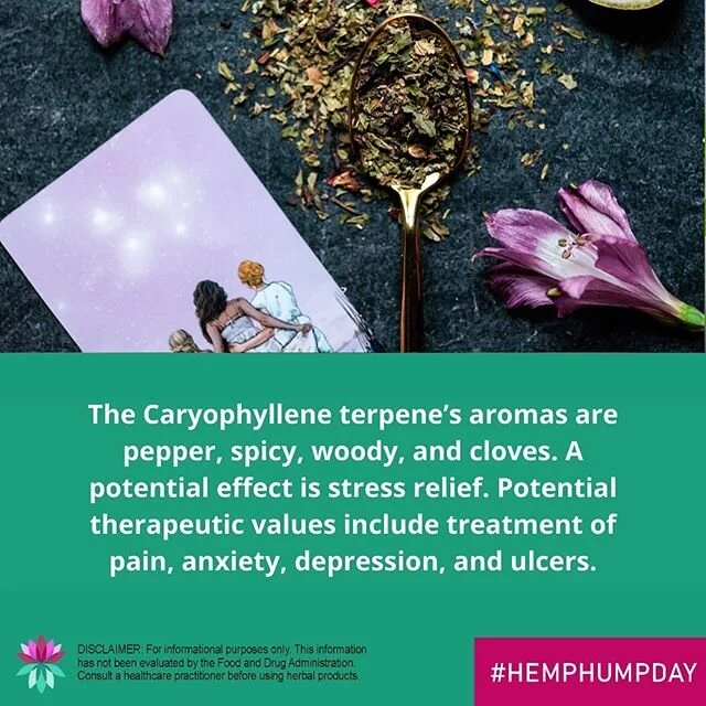 Today, we want to tell you about the Caryophyllene terpene profile to help you understand just what you're in for! #HempHumpday