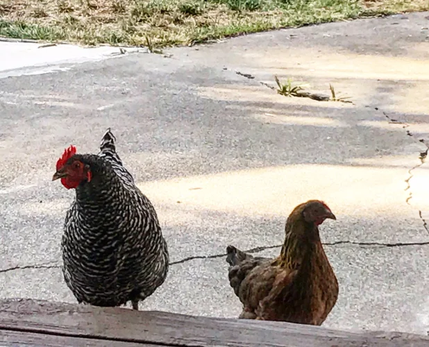 Oh hey chickens. Meet Sprinkles and Zebra Cakes, our friendly-ish, backyard chickies.