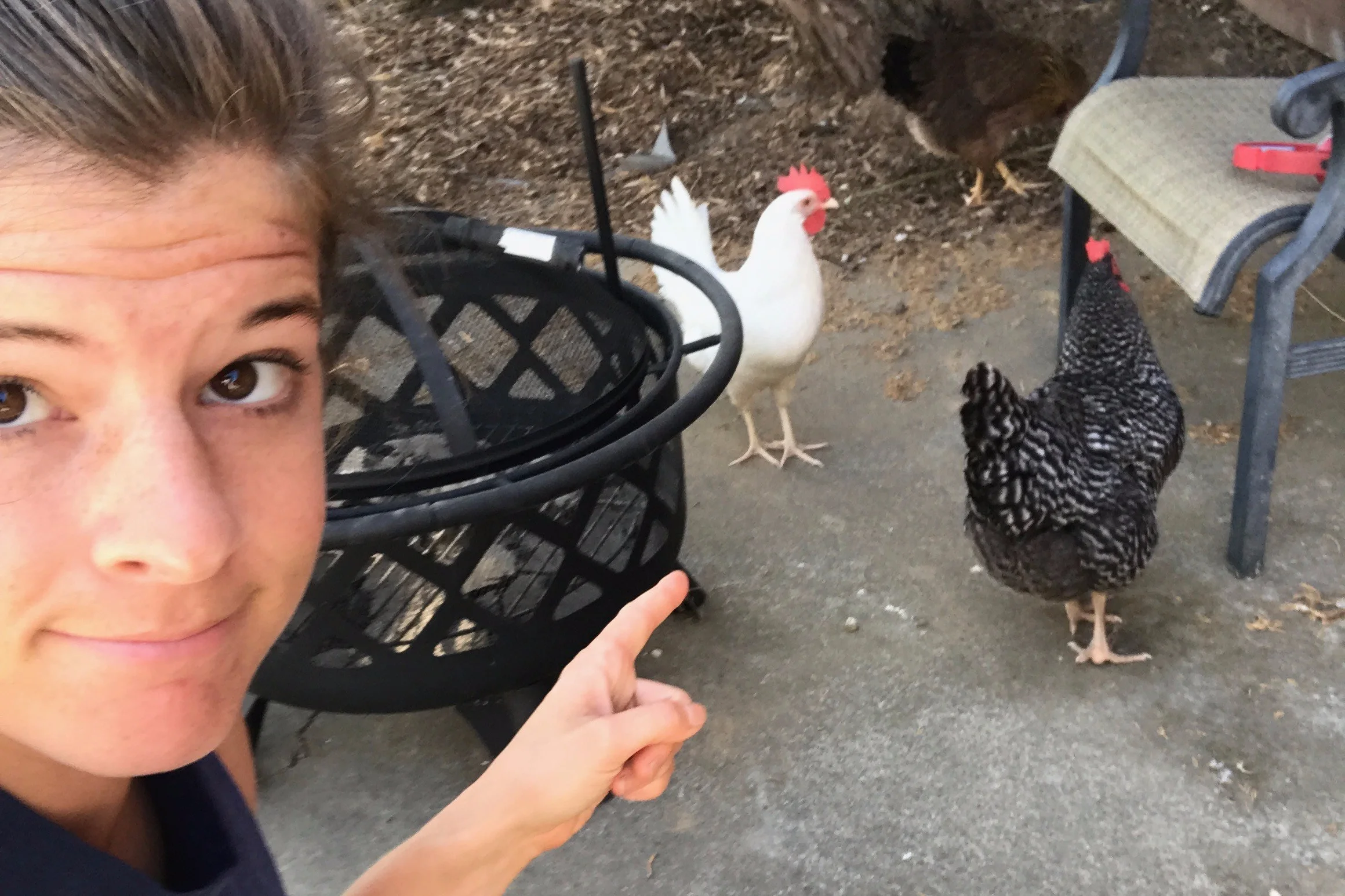 Pepite and Zebra Cakes doing chicken things.