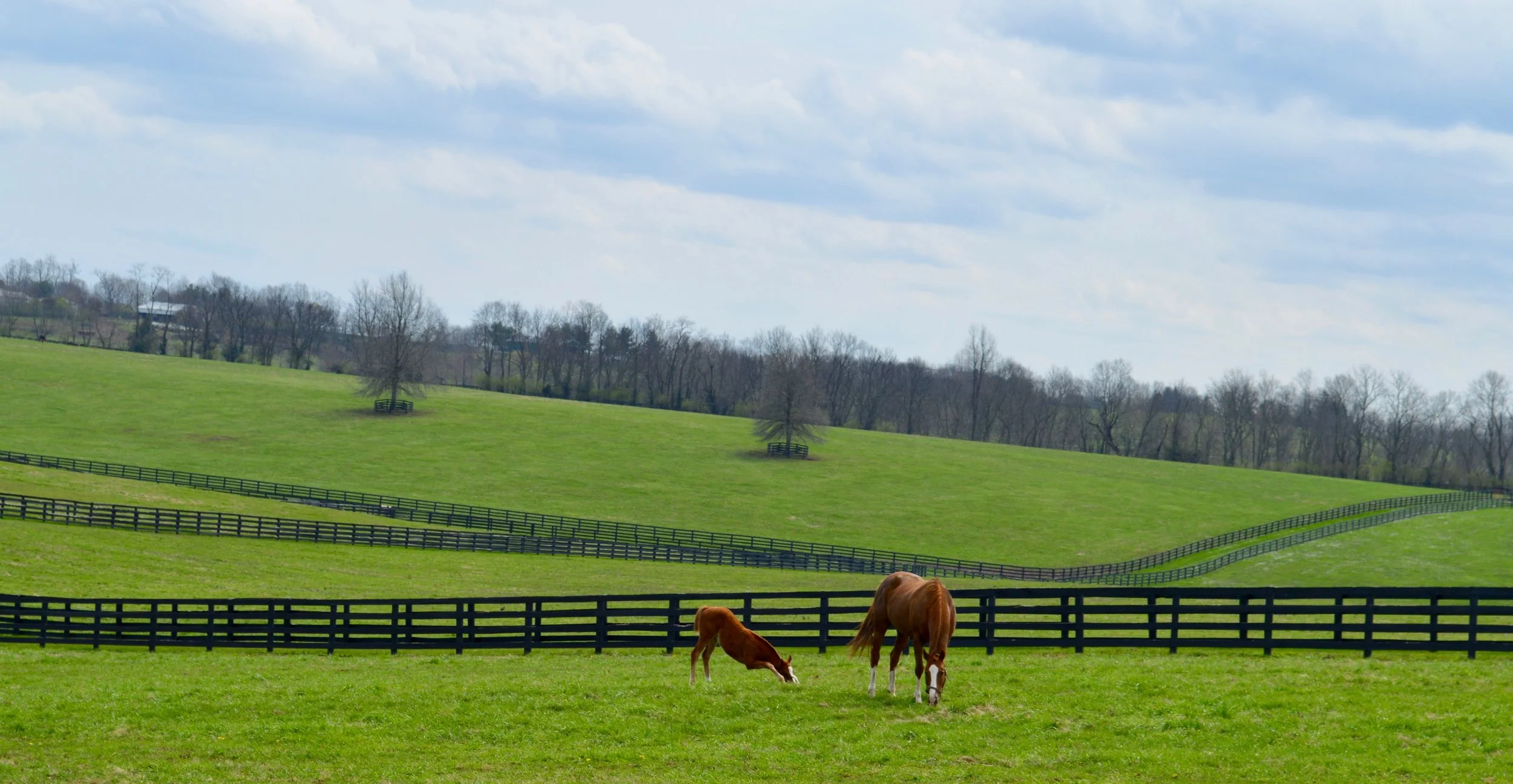 Chesapeake Farm