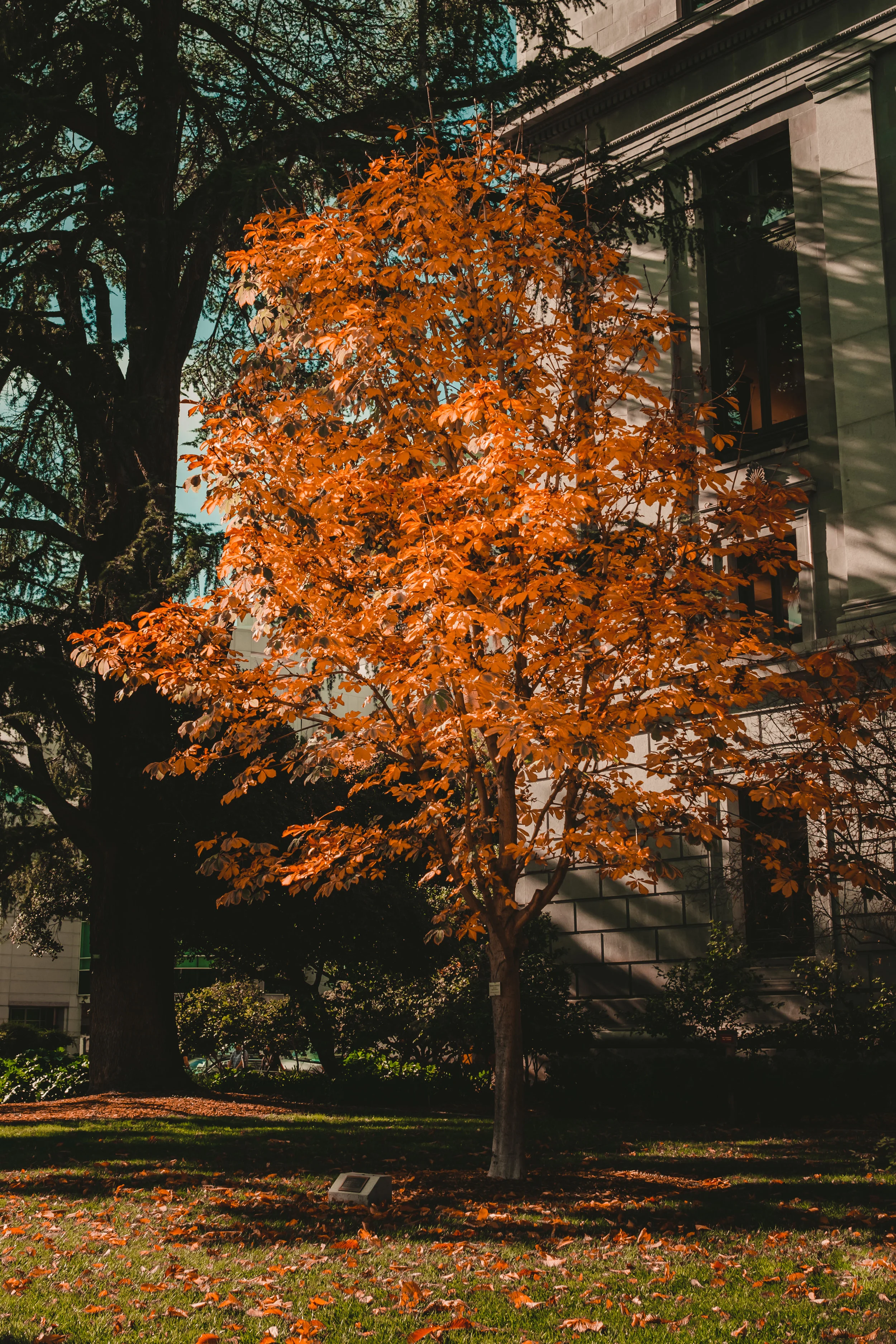 DSCF4674-2.jpg