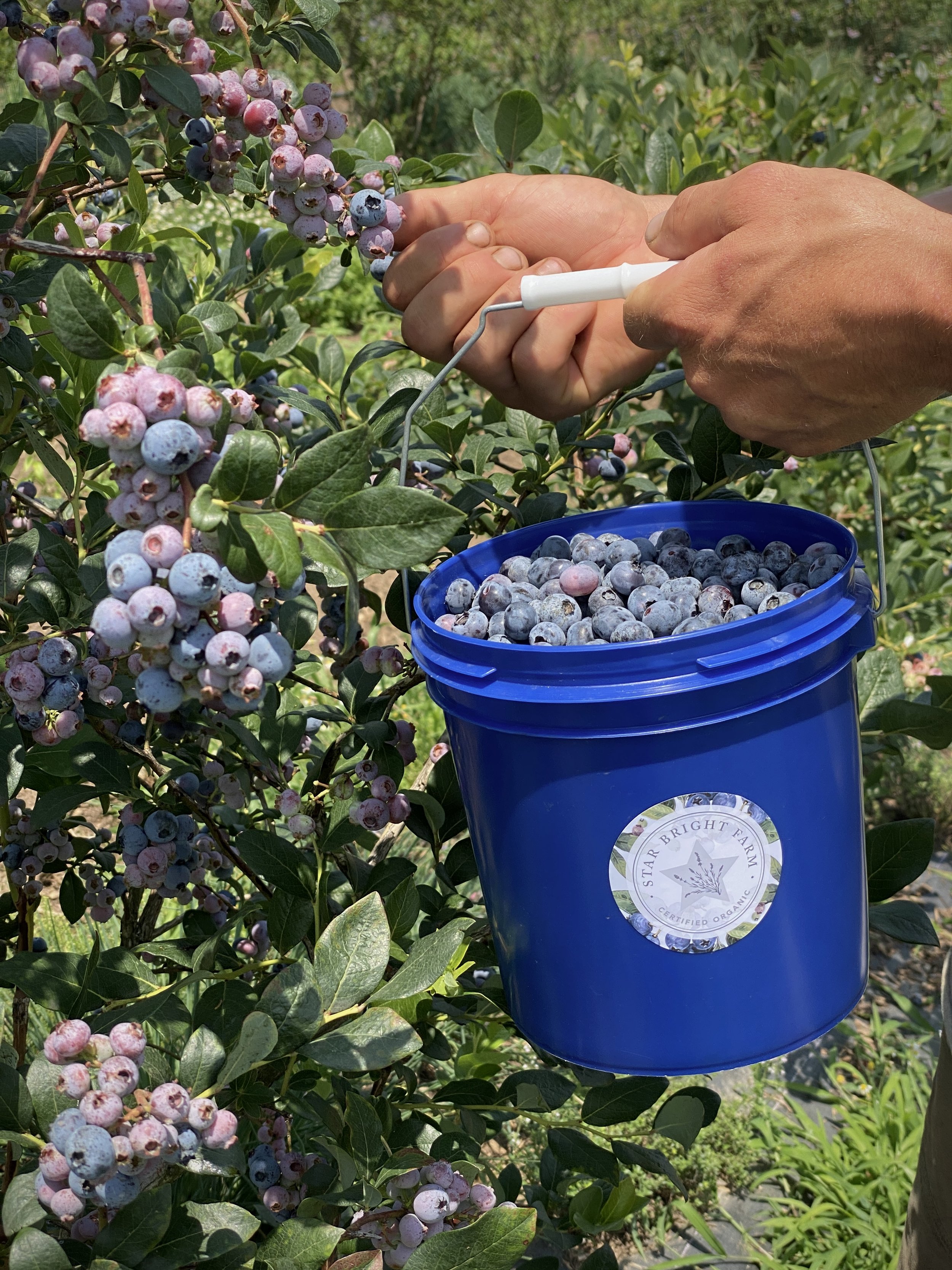 Blueberries_1.jpg