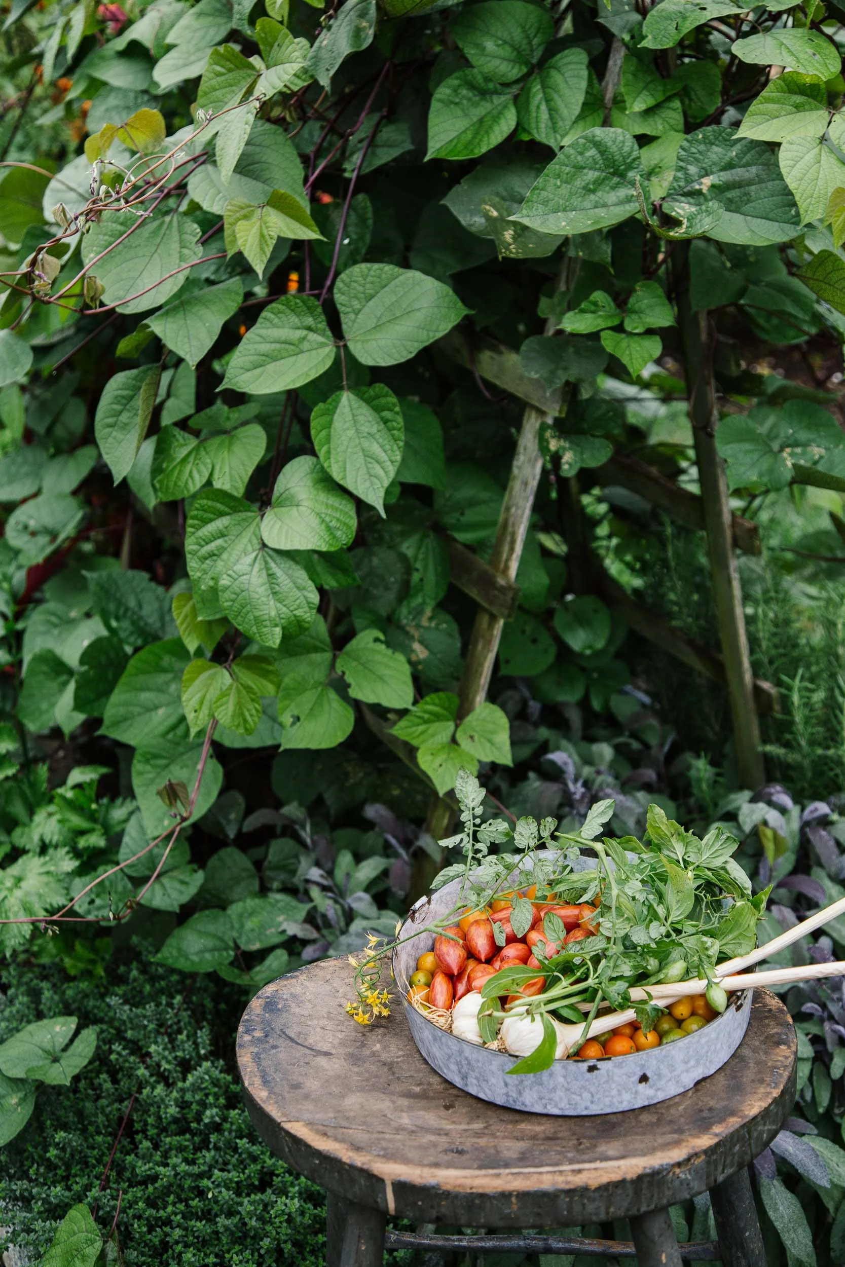 Norman_16030BHG_KitchenGarden_156_web.jpg