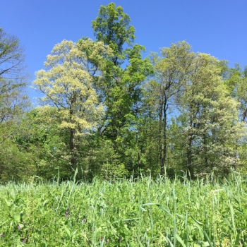 Tall trees and thick cover crop