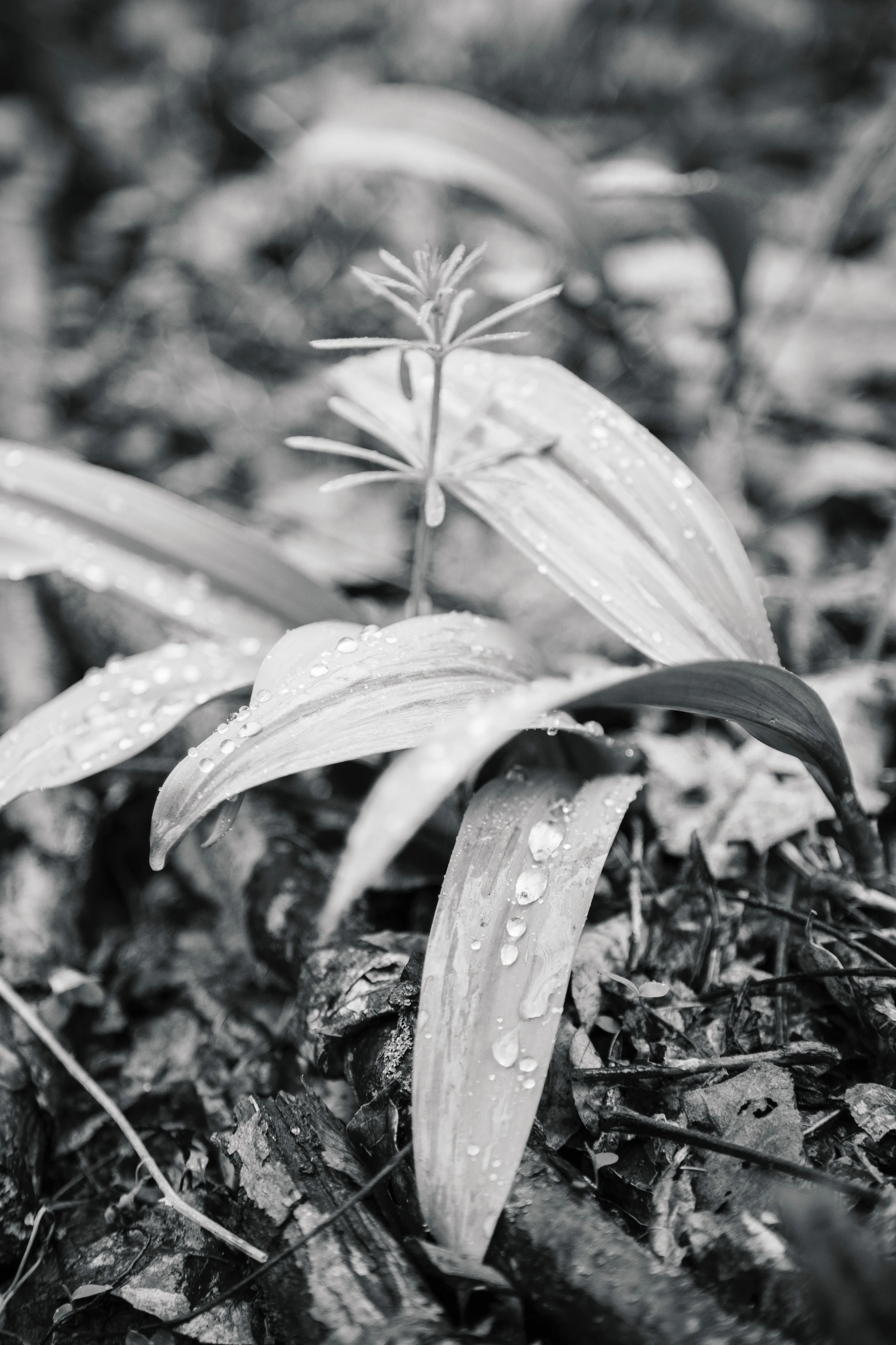 A Collaborative Nature