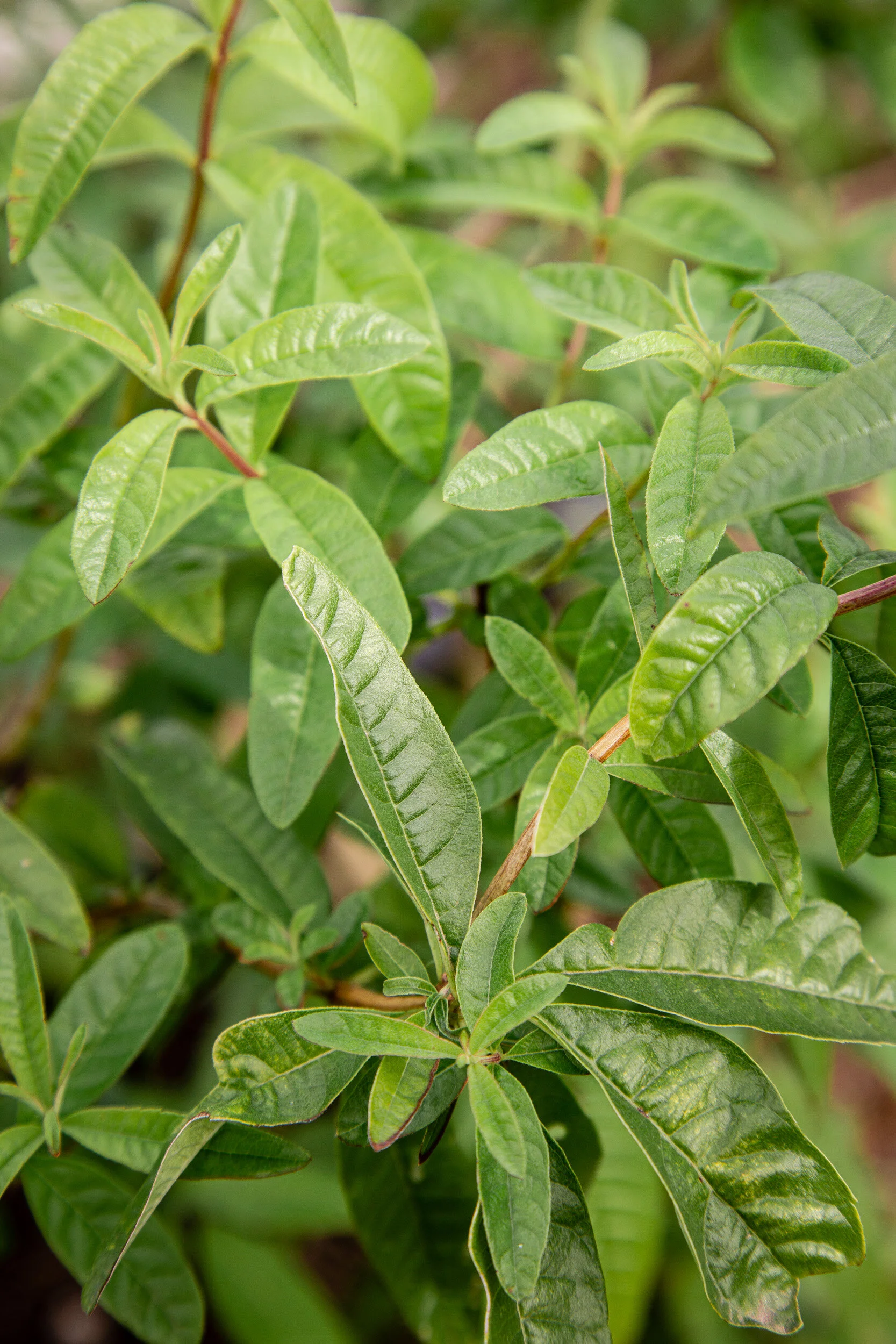 norman_19016sbf_herbs_025_web.JPG