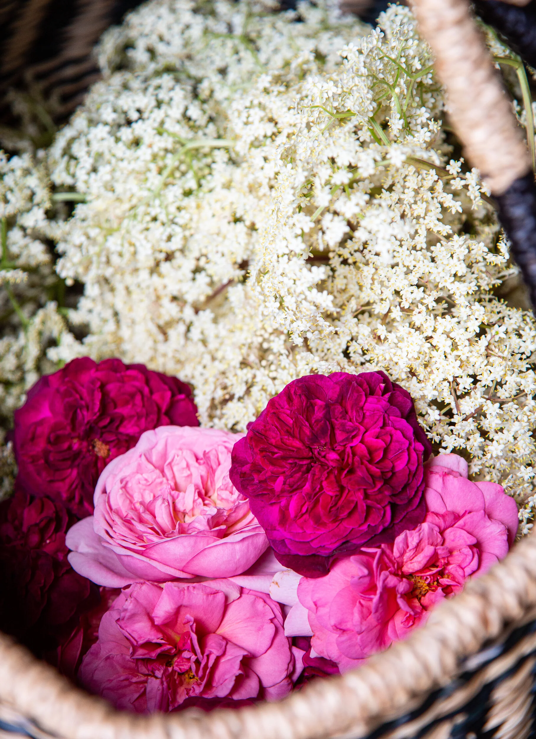 Celebrate Each Harvest of the Season: Elderflower and Garden Roses
