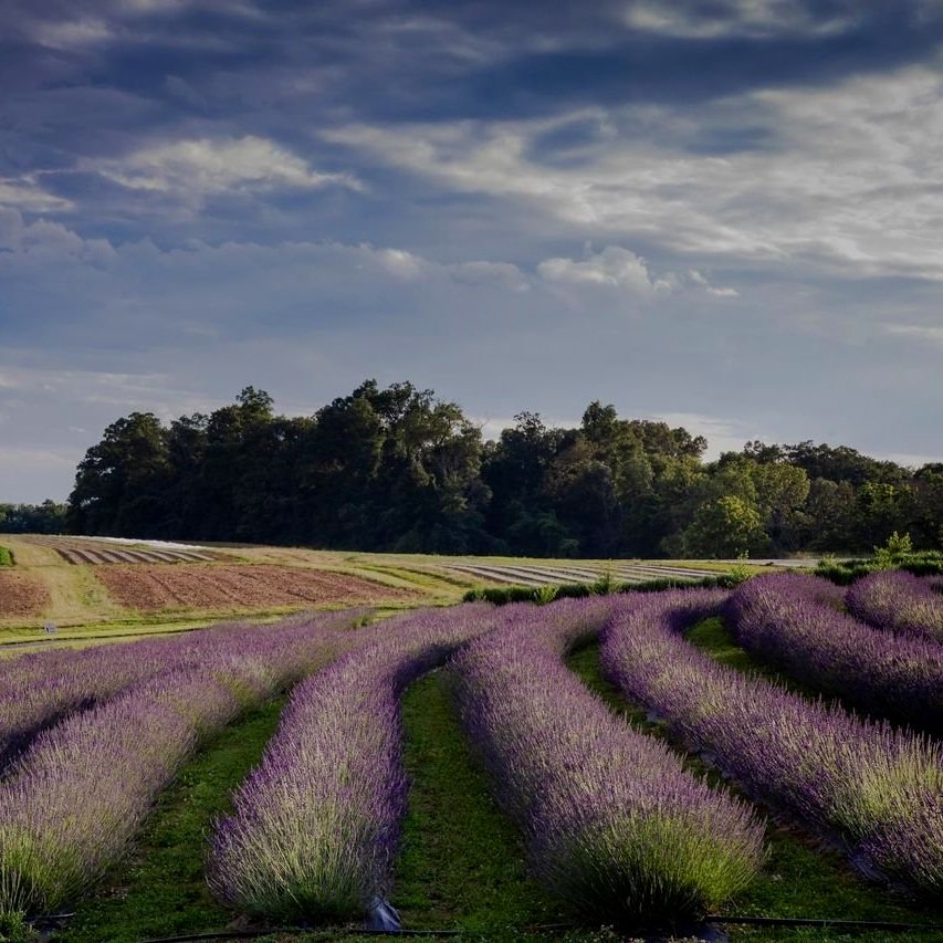 Lavender Field Visit