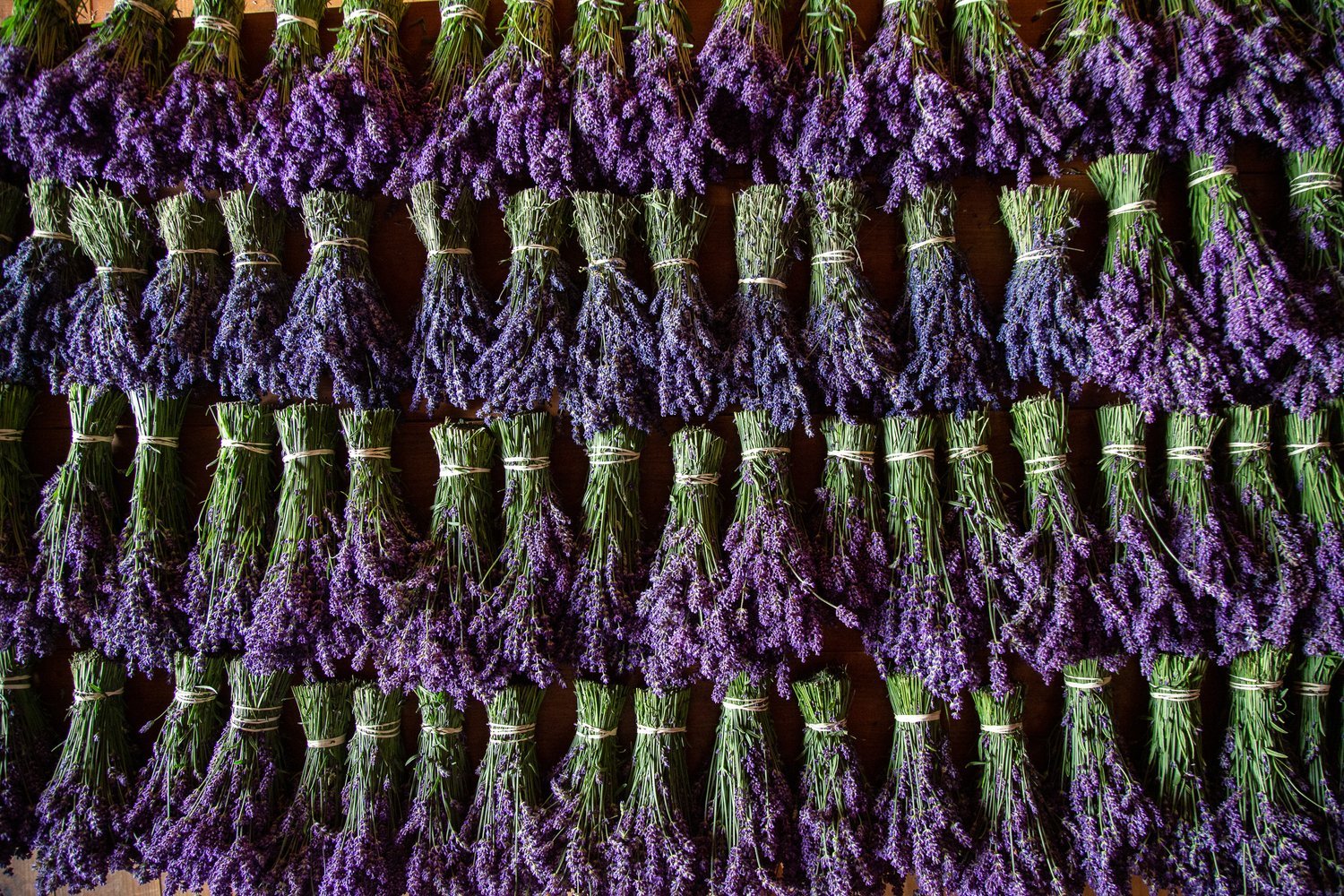 Dried Organic Culinary Lavender