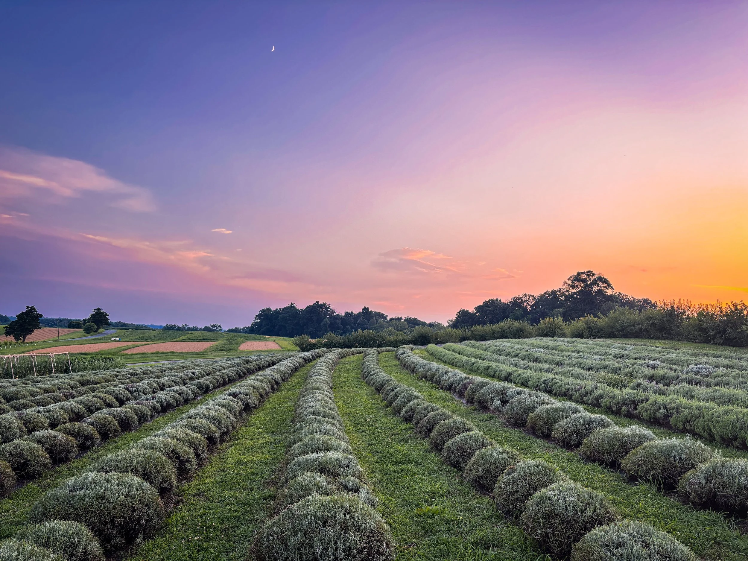 Lavender Field July-2.JPG