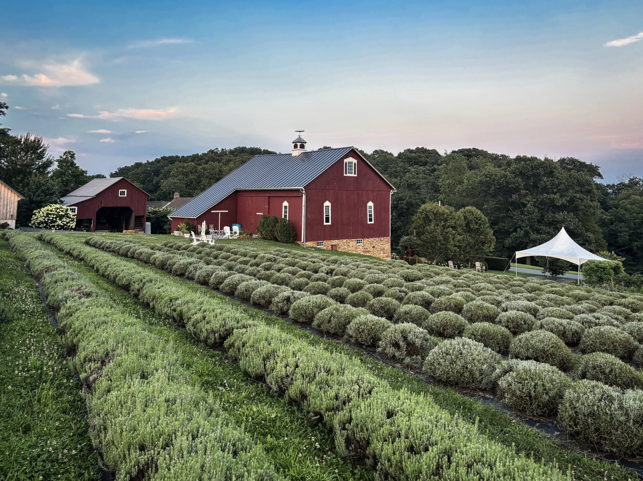 Lavender Field July-1.jpg