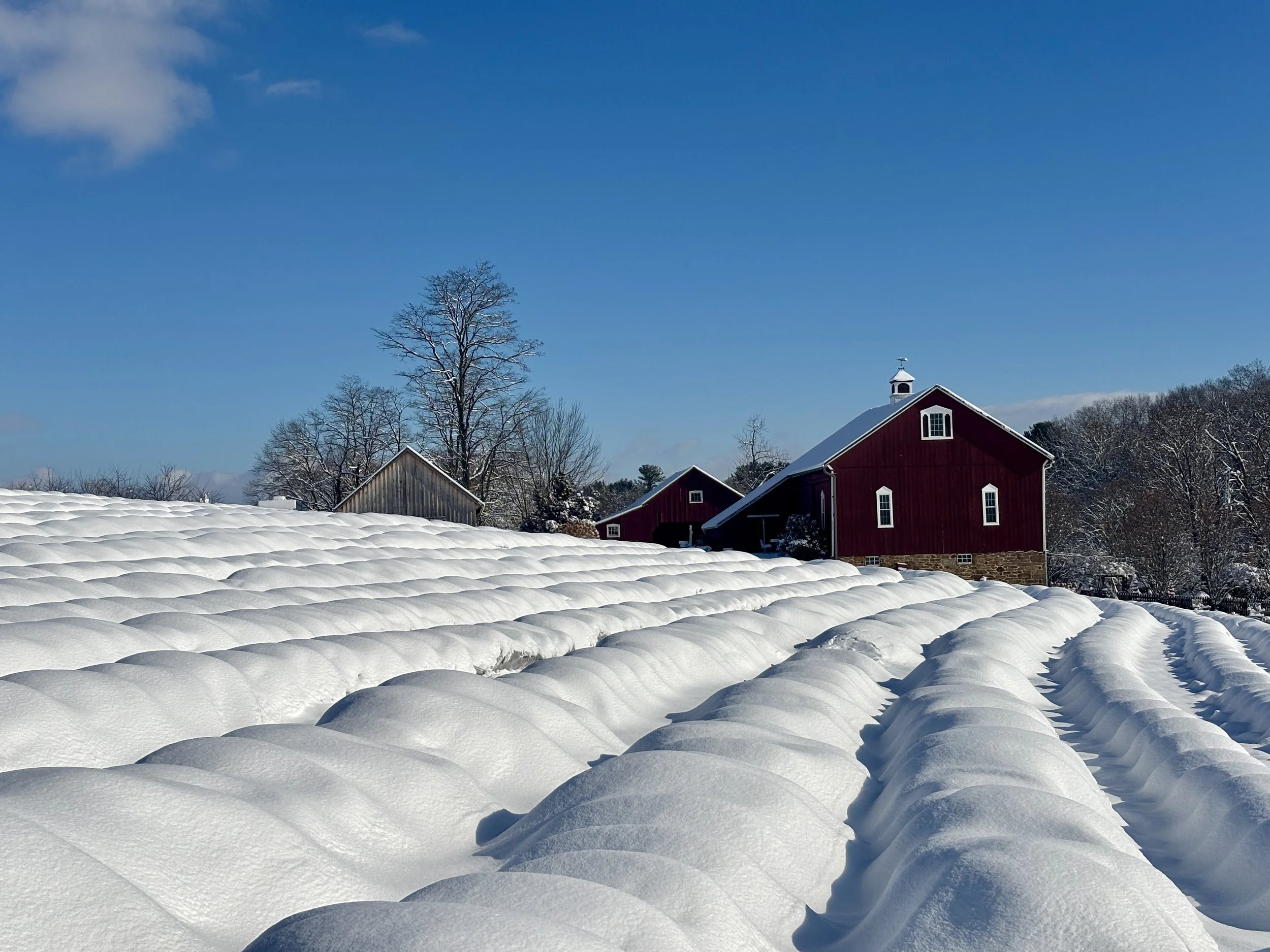 snow2025_1.jpg