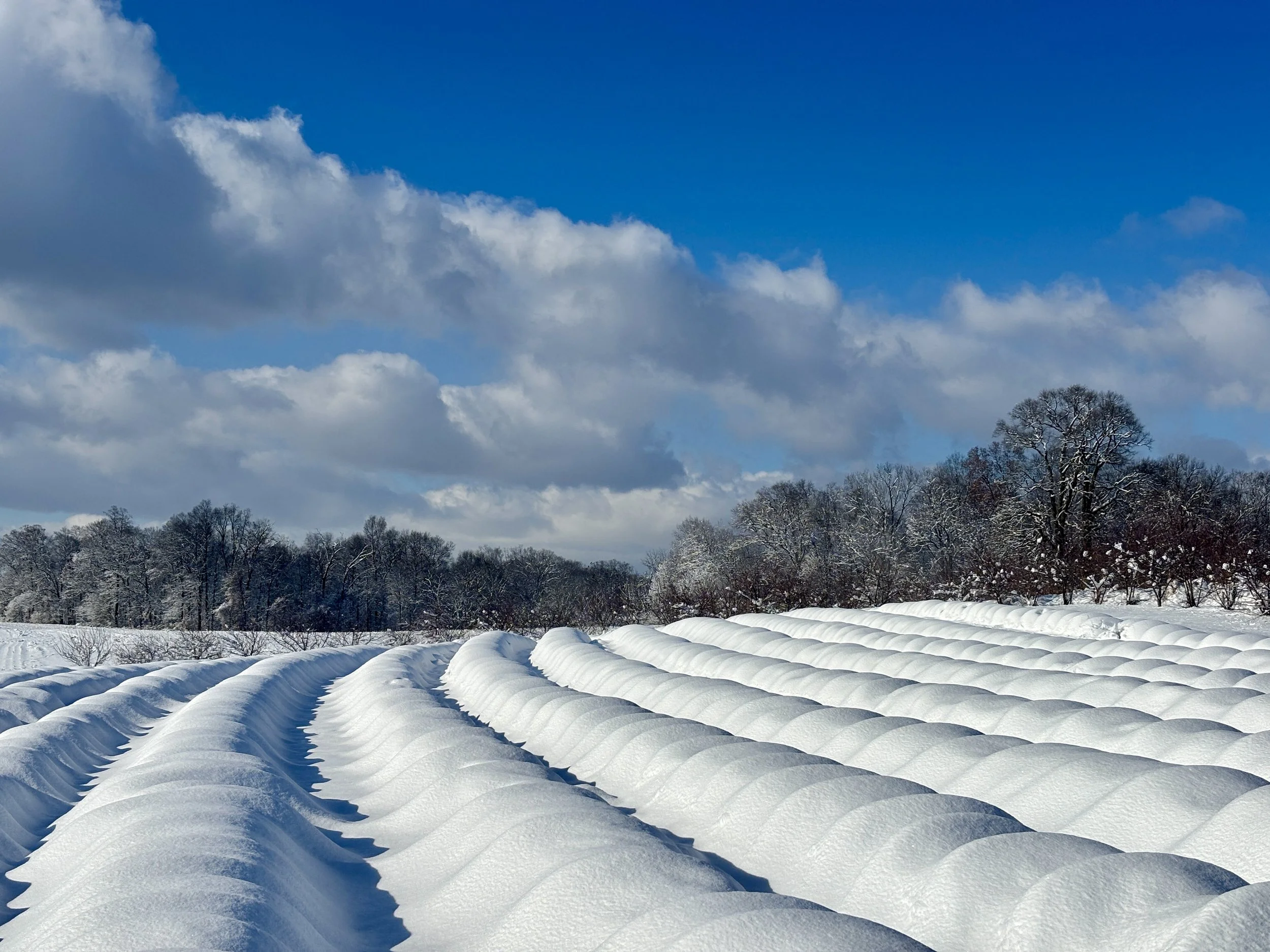 Snow2025_2.jpg