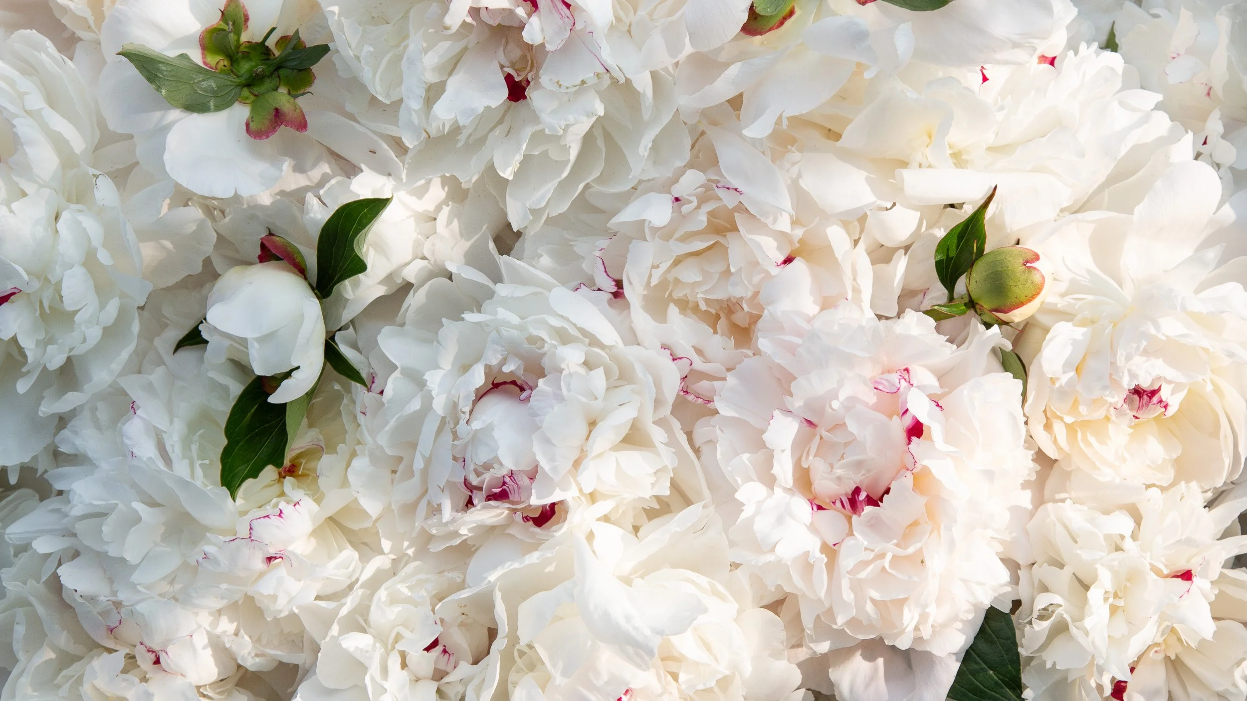 SBF23009_Peony_-286_web.jpg