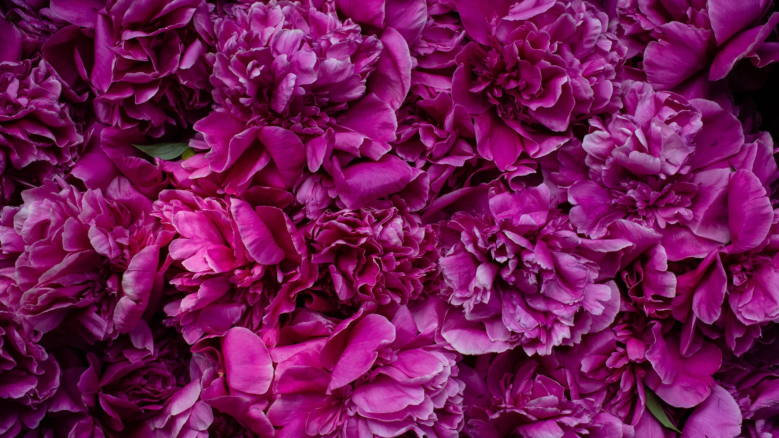 SBF23009_Peony_-315_web.jpg