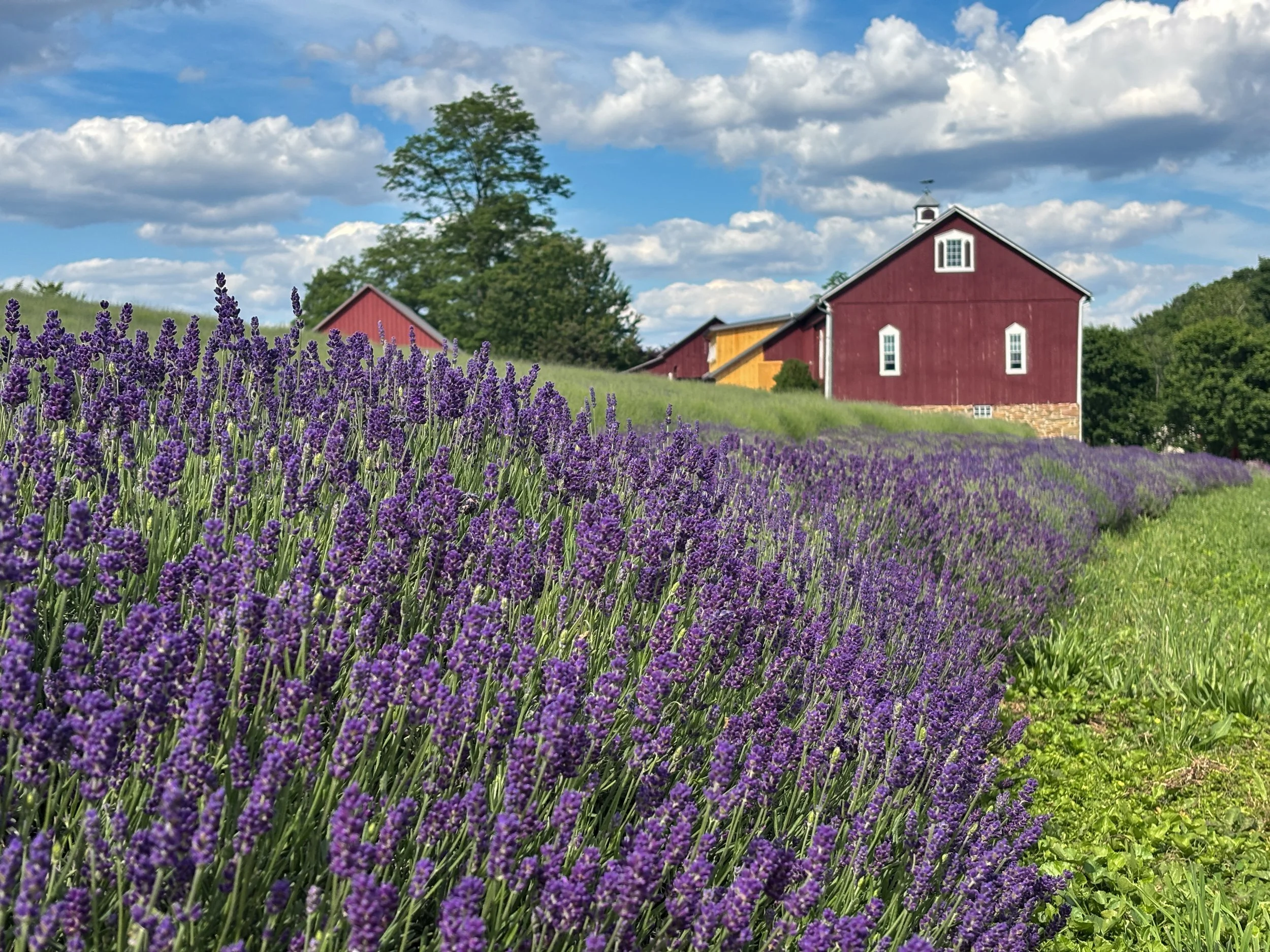 Lavender_2026-1.JPG